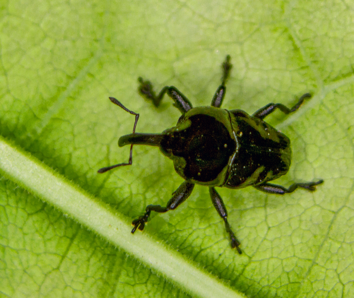 Shiny Black Weevil Barbados