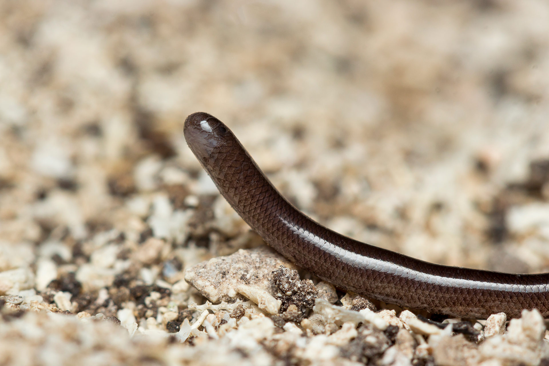 Brahminy Blind Snake - Flowerpot Snake Barbados