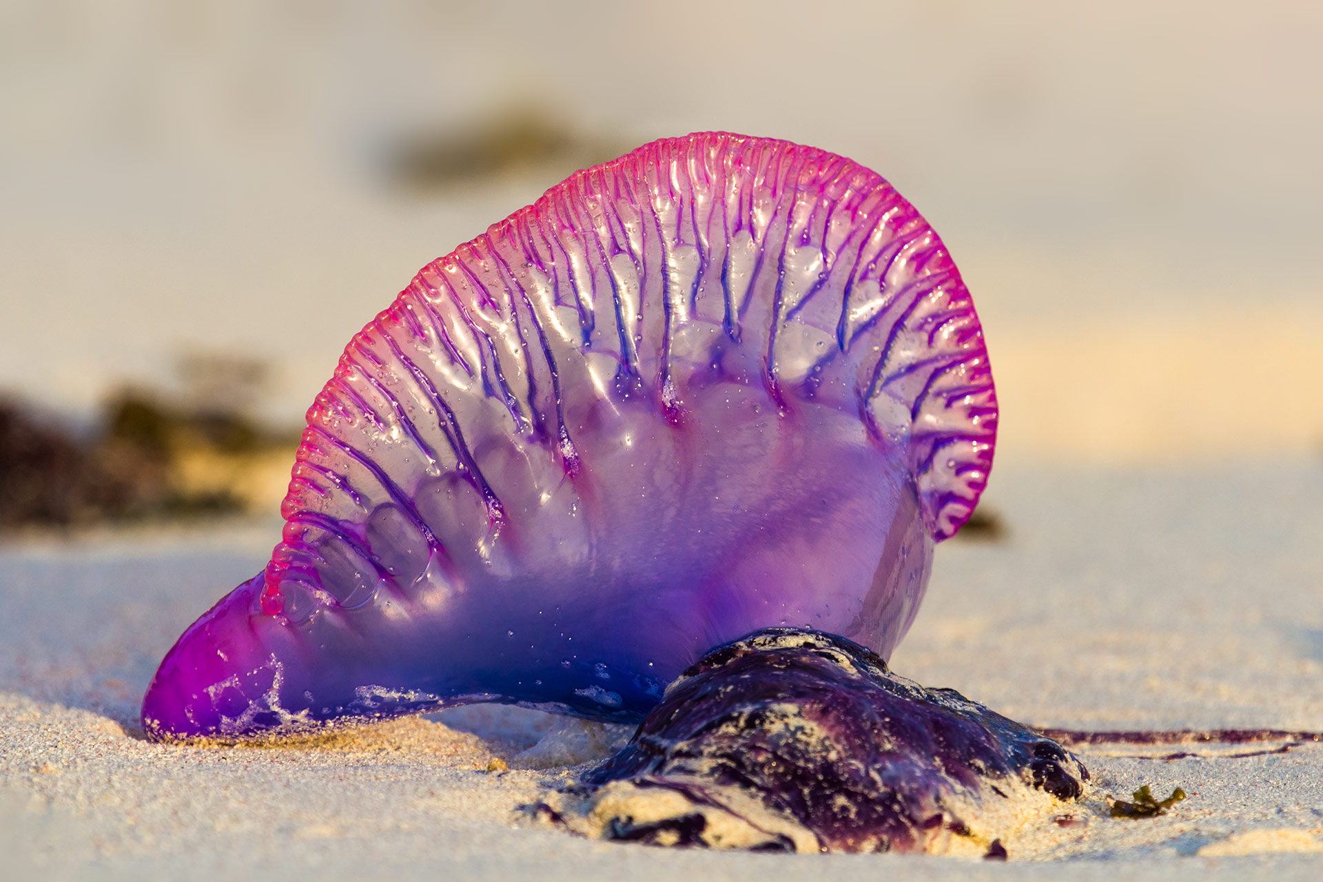 Portuguese Man O War Barbados