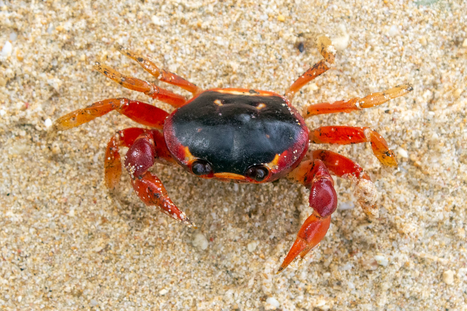 Blackback Land Crab Barbados