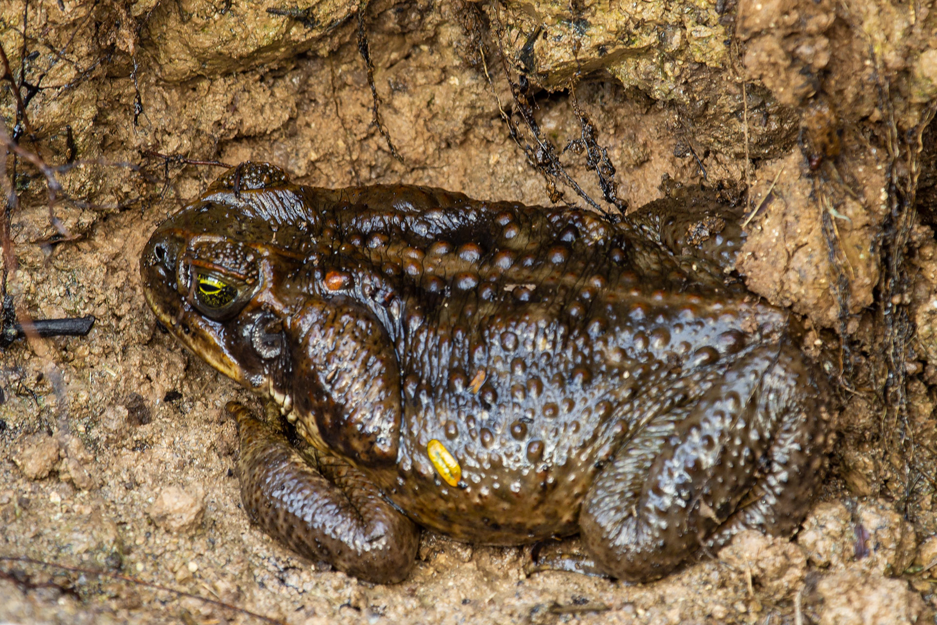 Cane toad Barbados