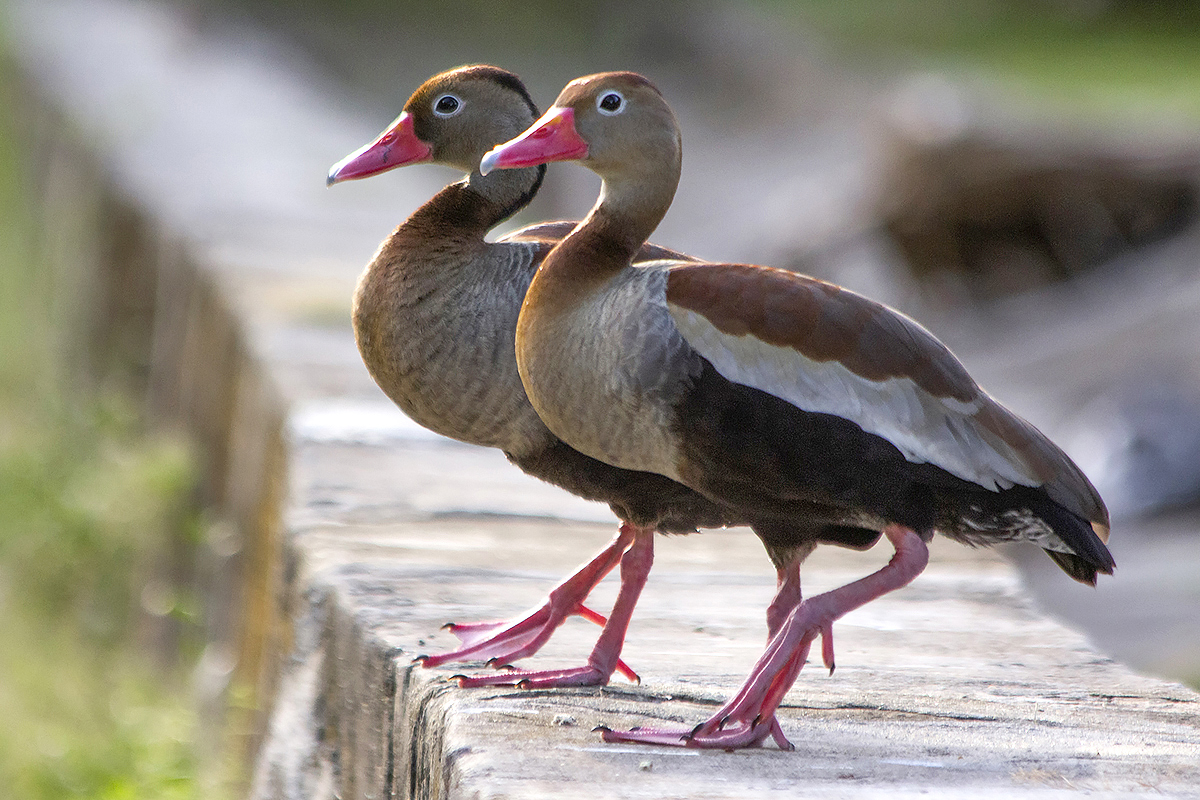 Black-Bellied Whistling  Duck Barbados