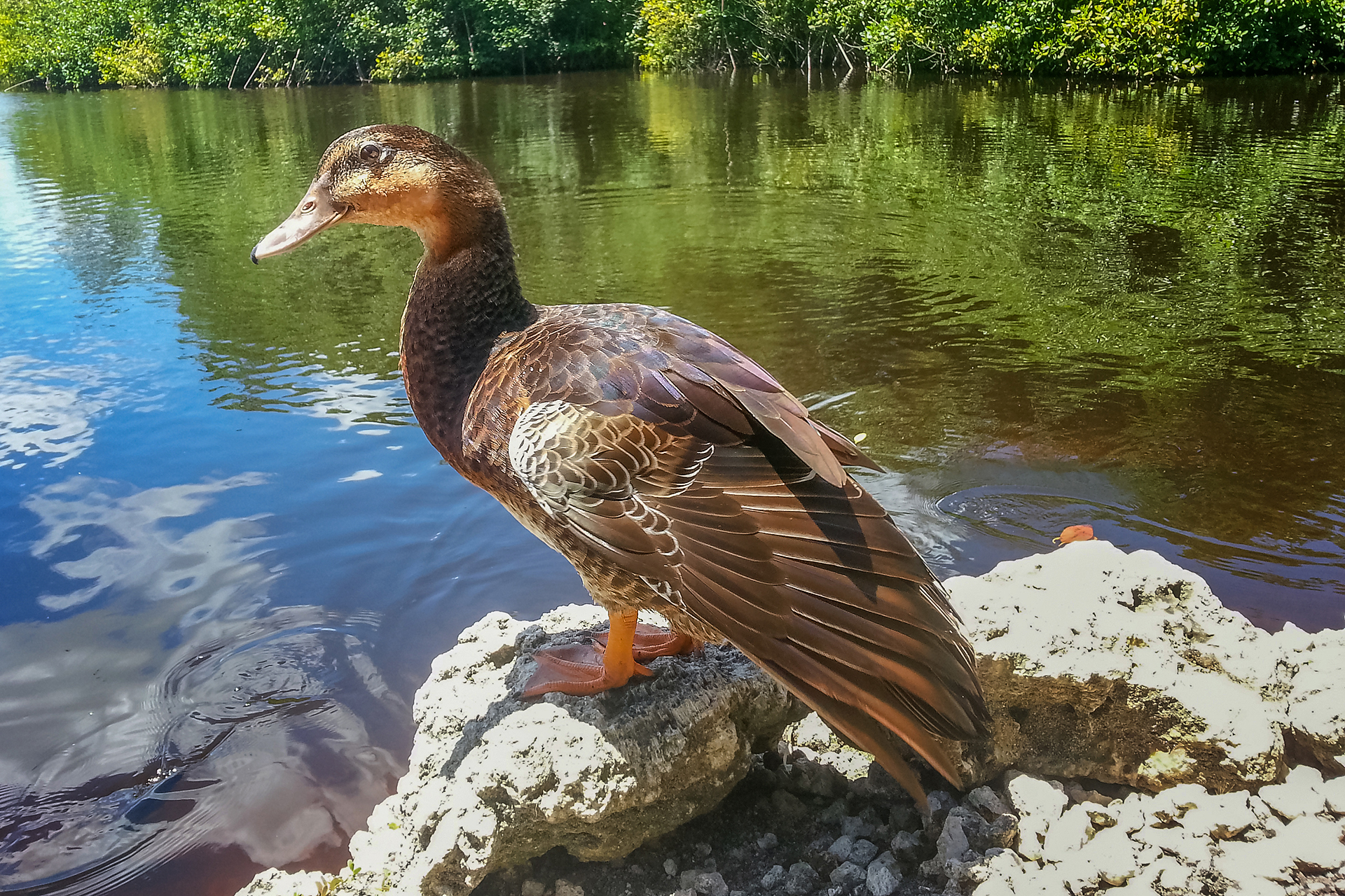Mallard Duck Barbados
