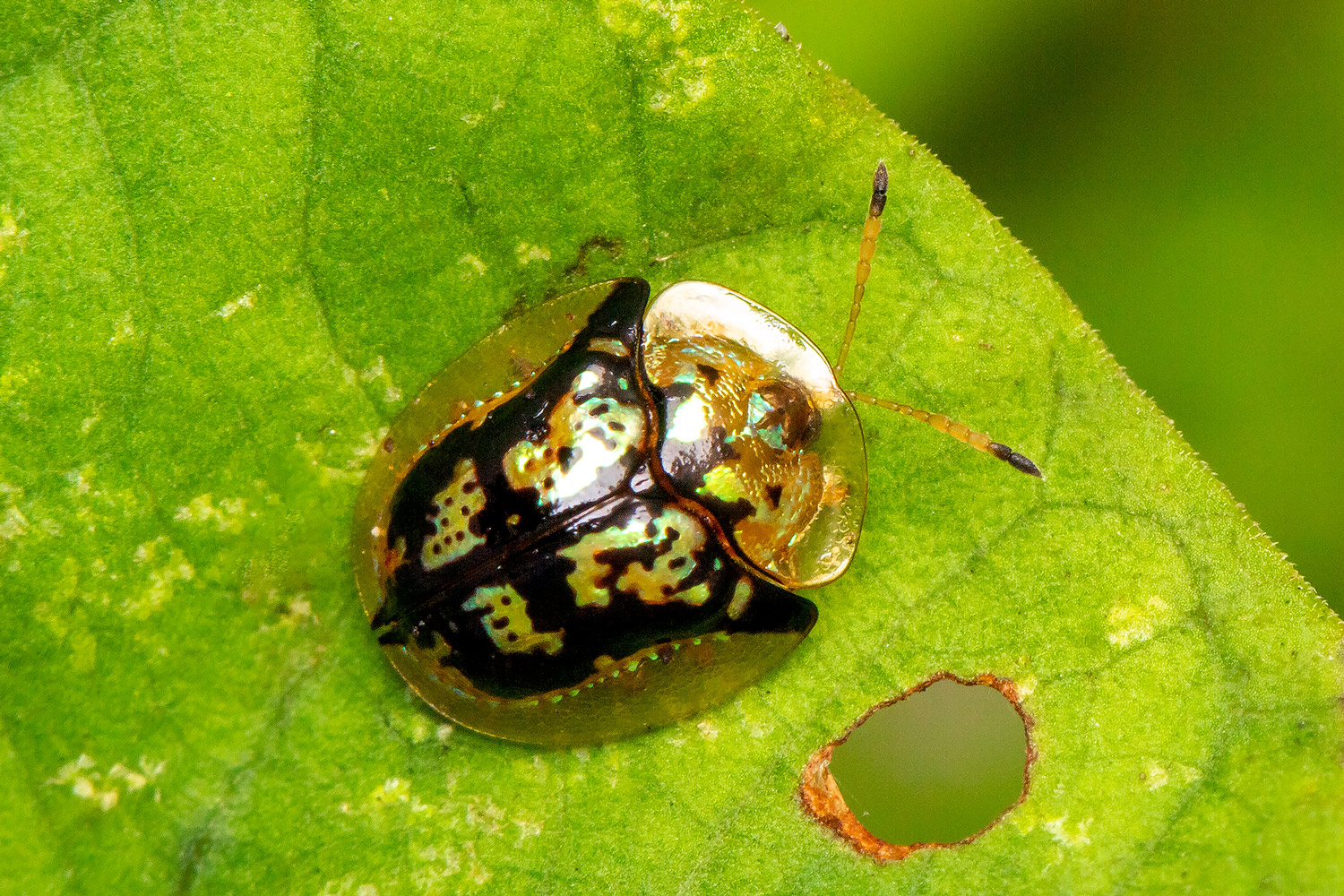 Mottled Tortoise Beetle Barbados