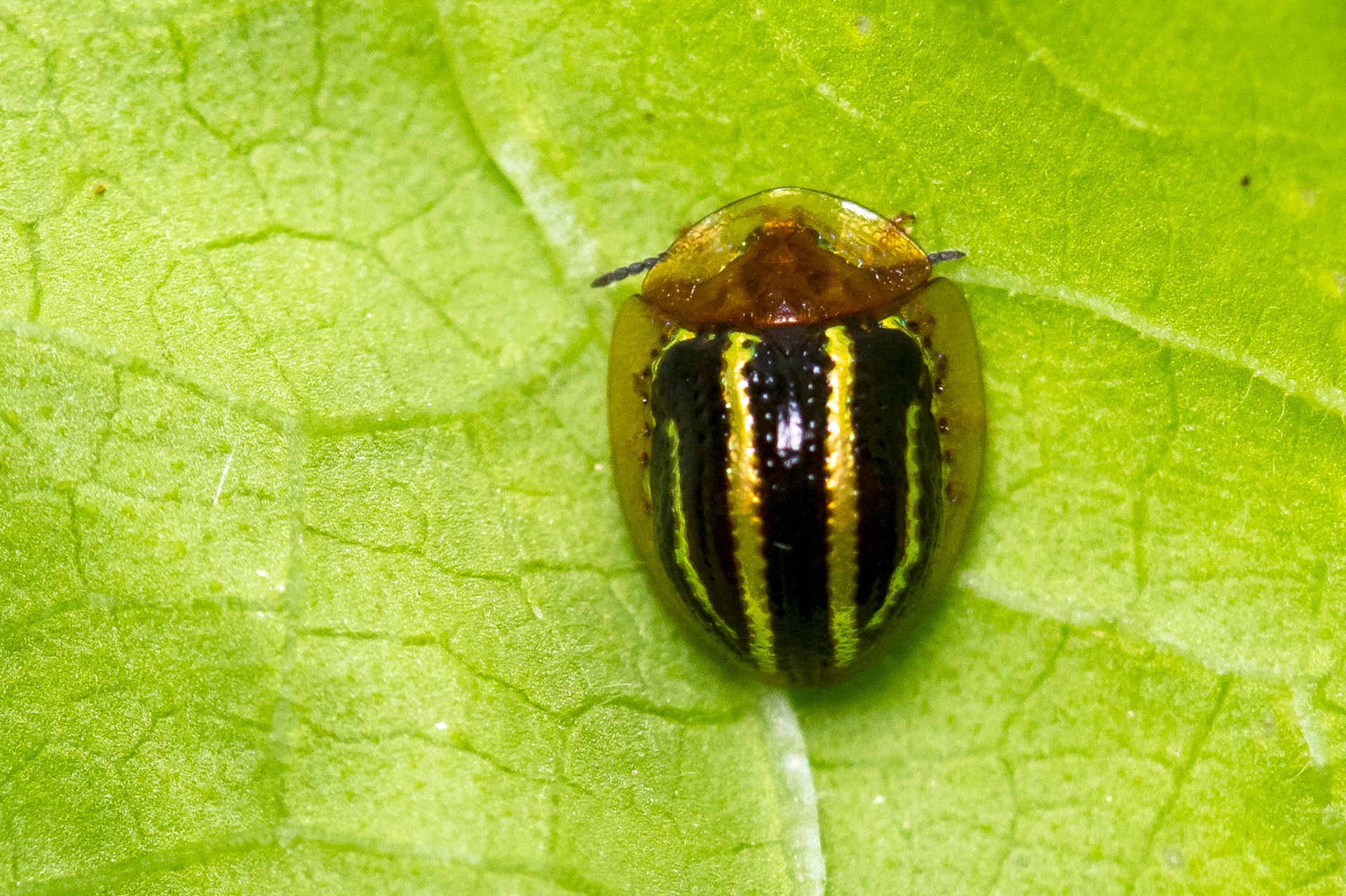 Twice-Stabbed Cactus Lady Beetle Barbados