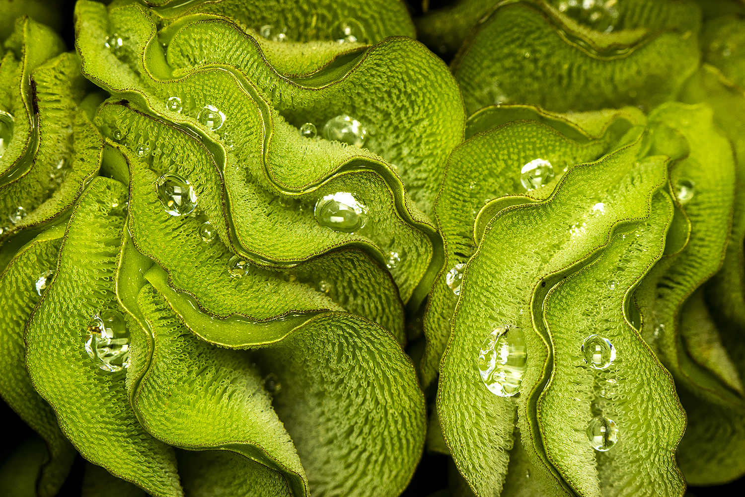 Giant Salvinia Barbados