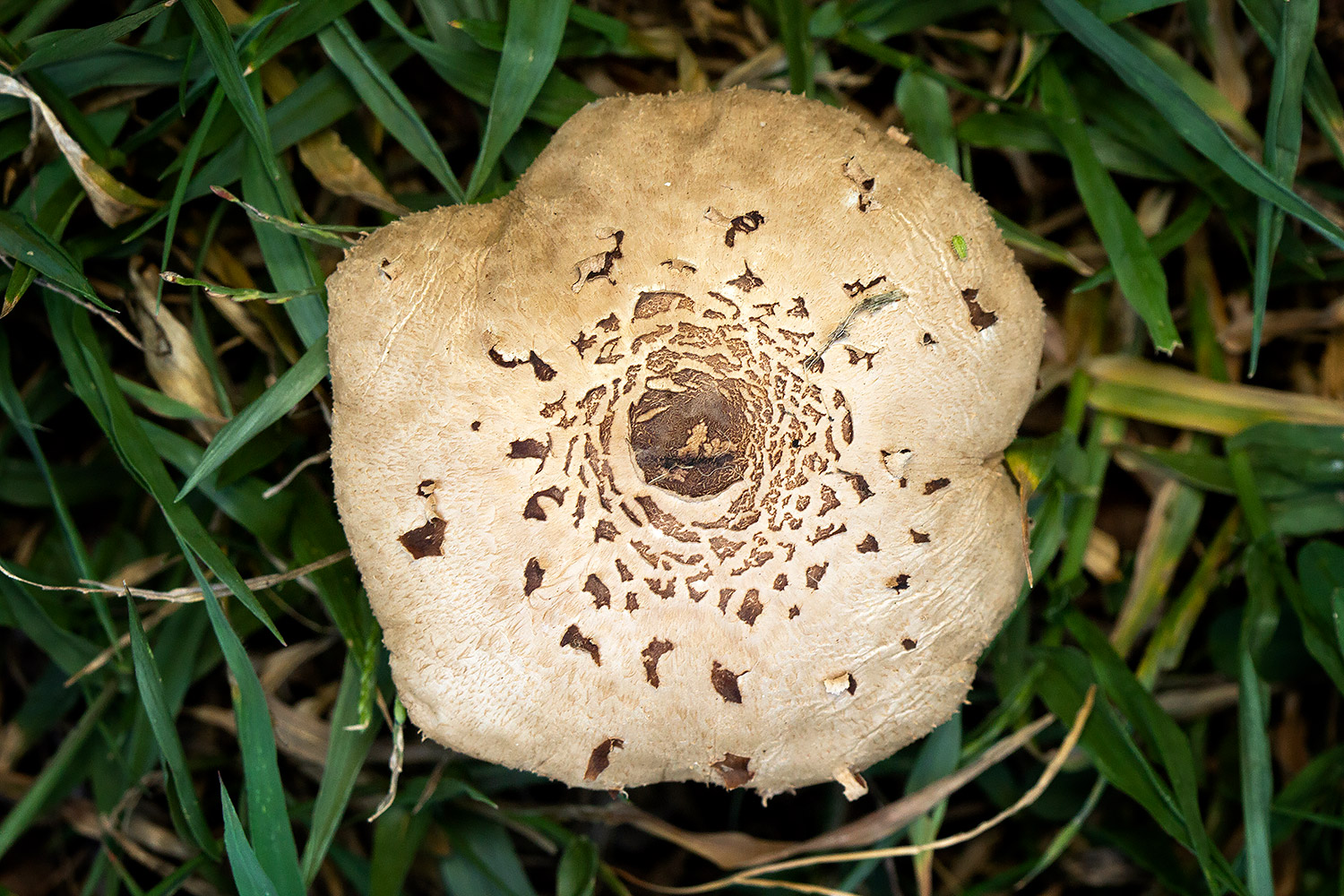 Green-Spored Parasol Barbados