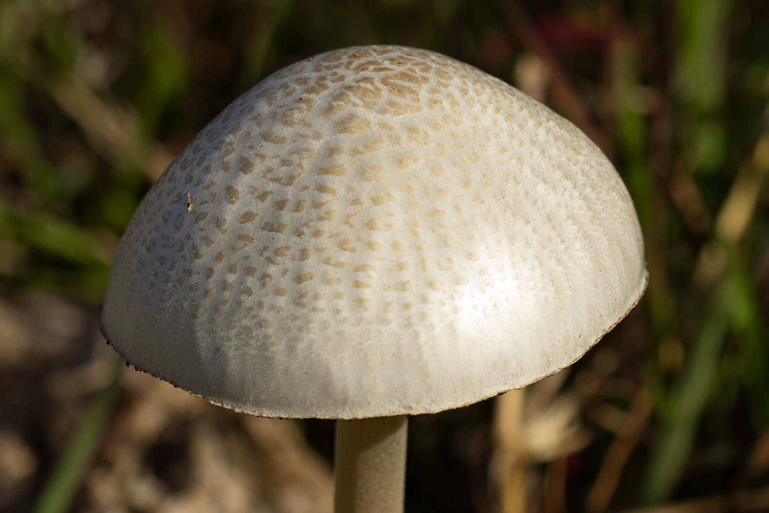 Dung-loving Ink Cap Barbados