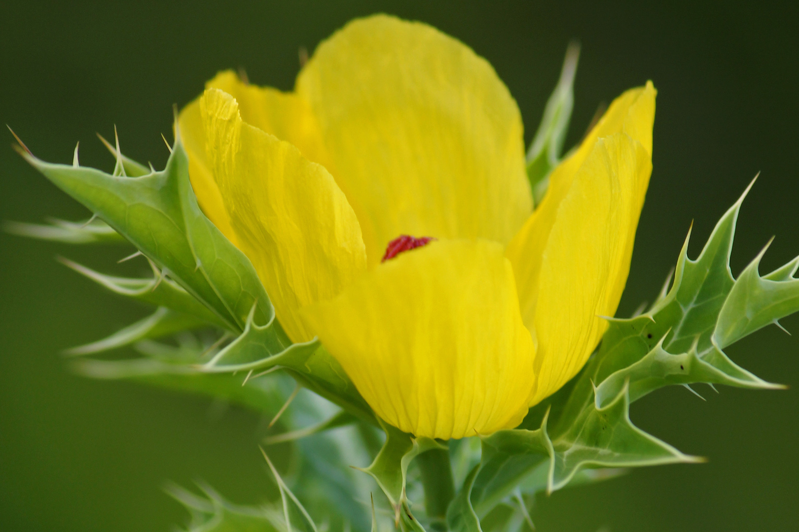 Mexican Prickly Poppy Barbados