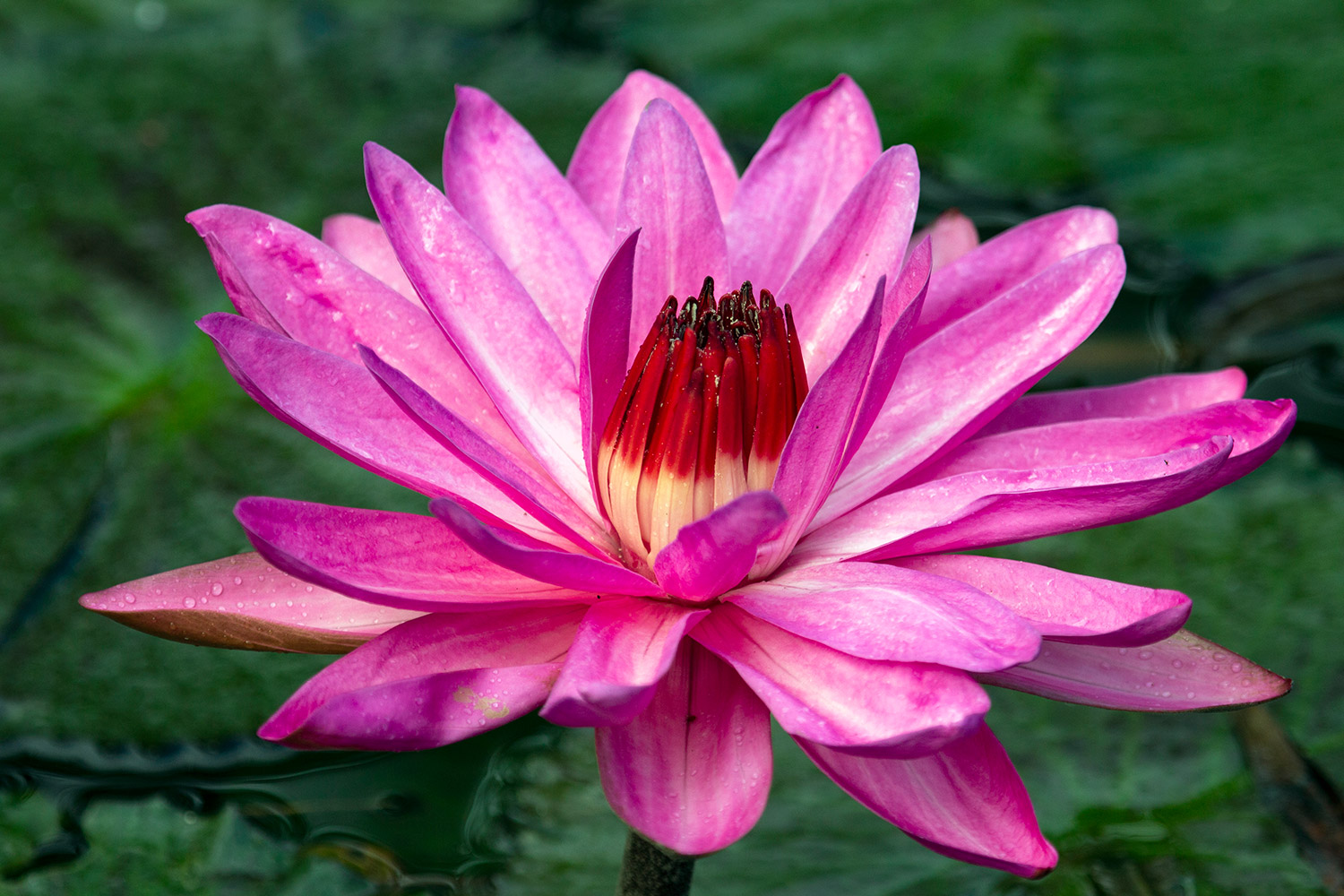 Red Water-Lily Barbados