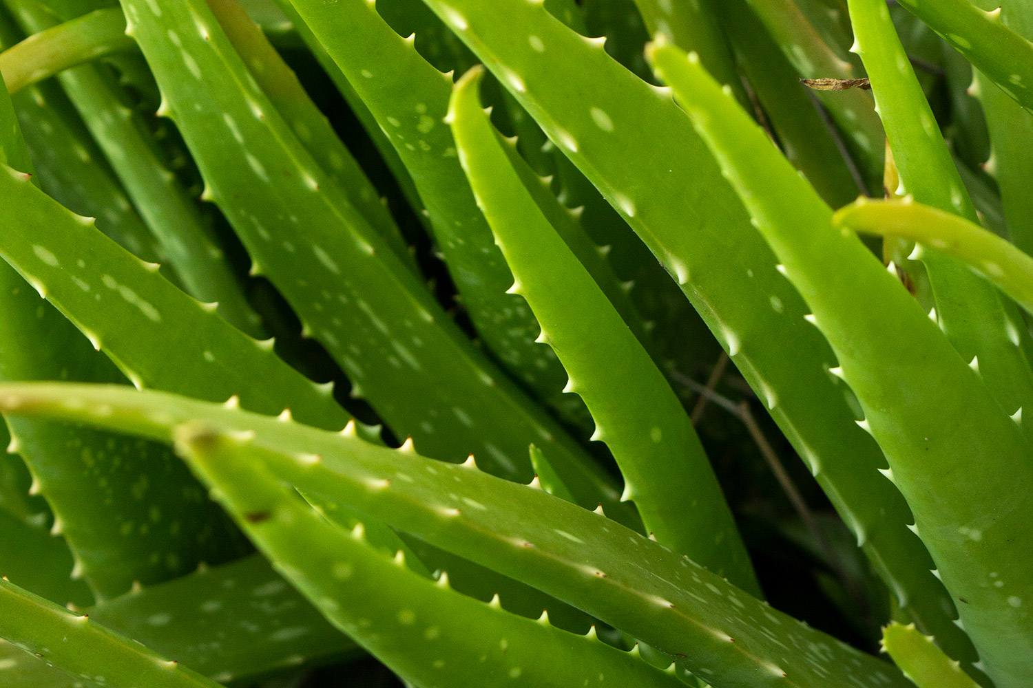 Aloe vera Barbados