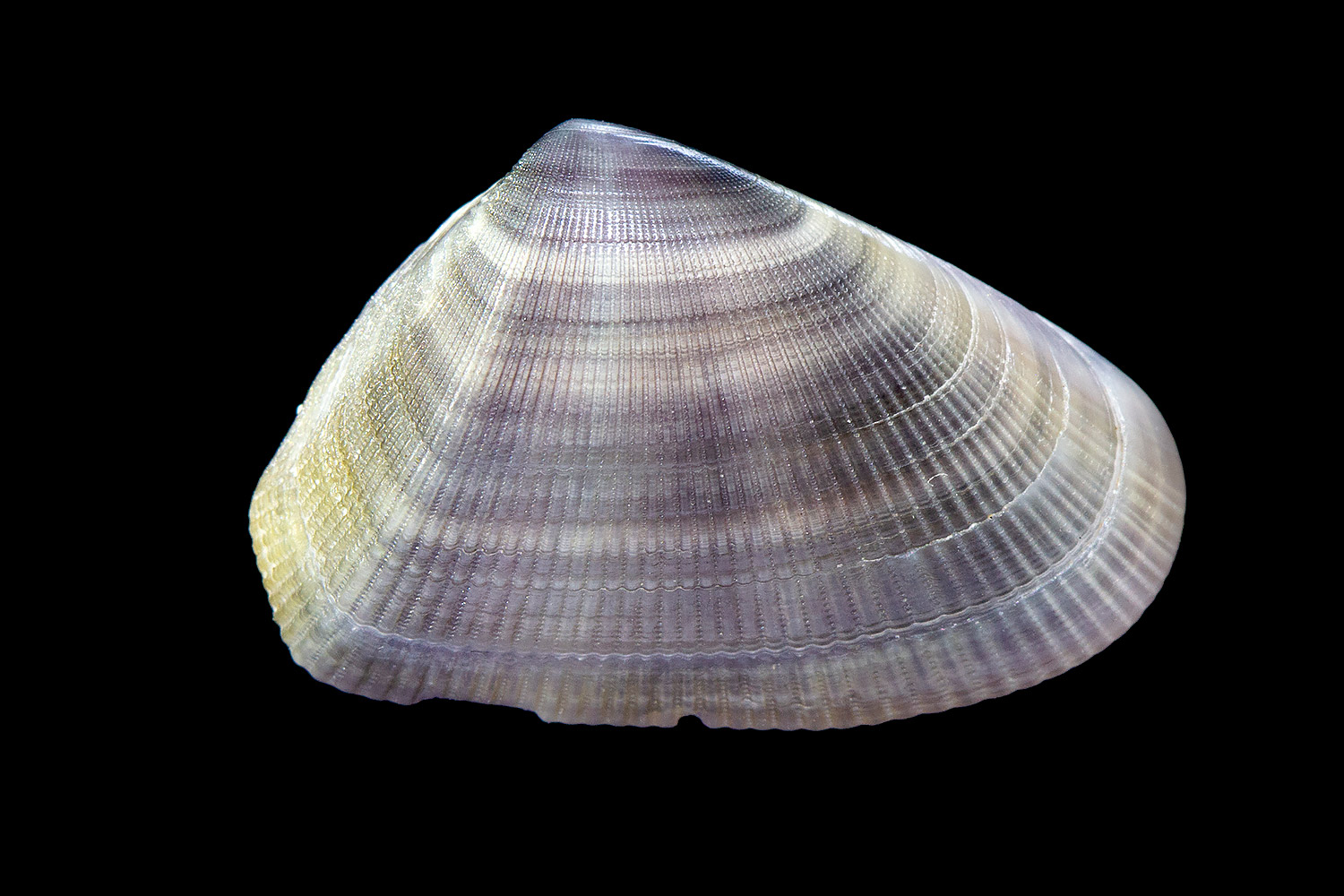 Coquina Barbados