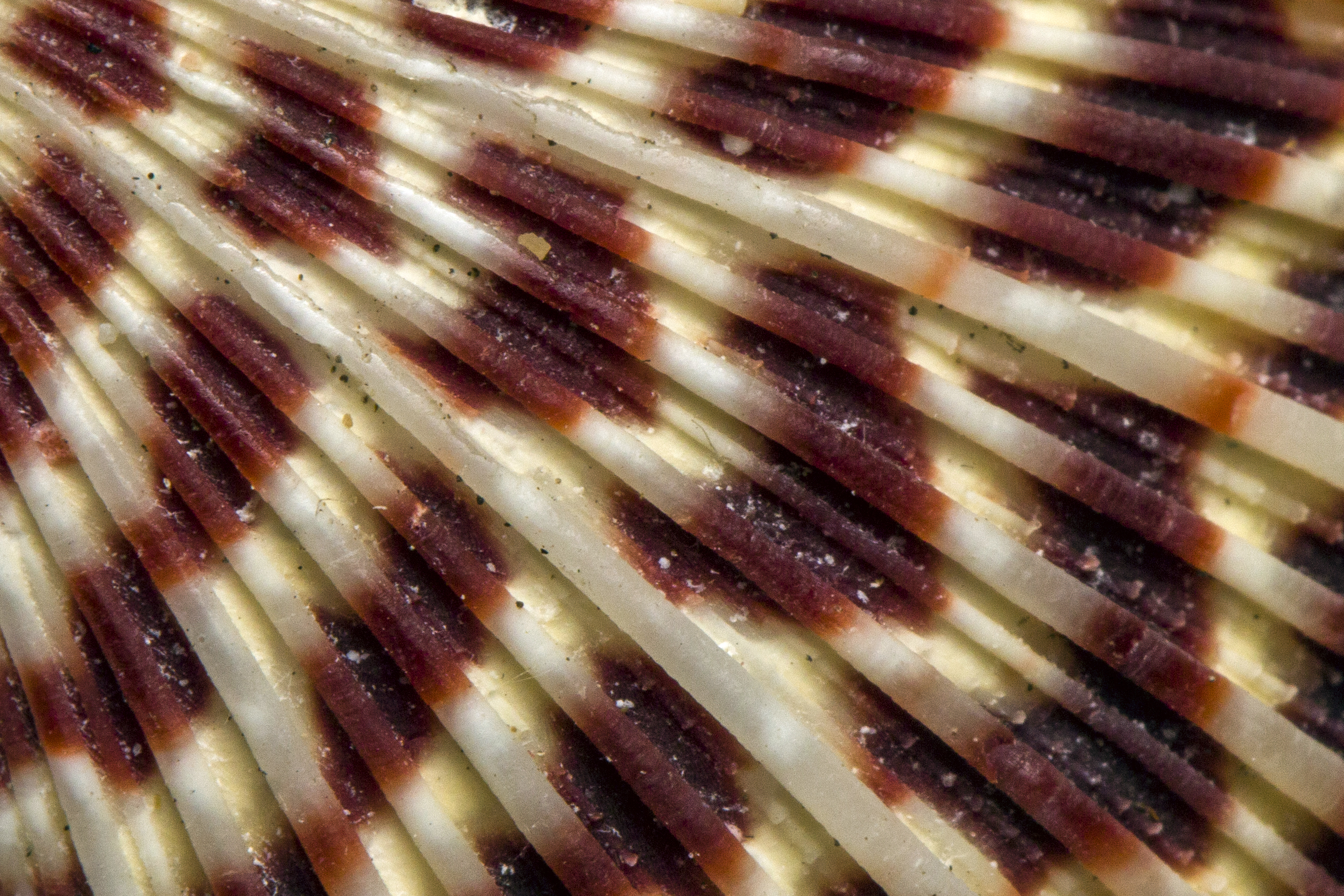 Bivalve Seashells Barbados
