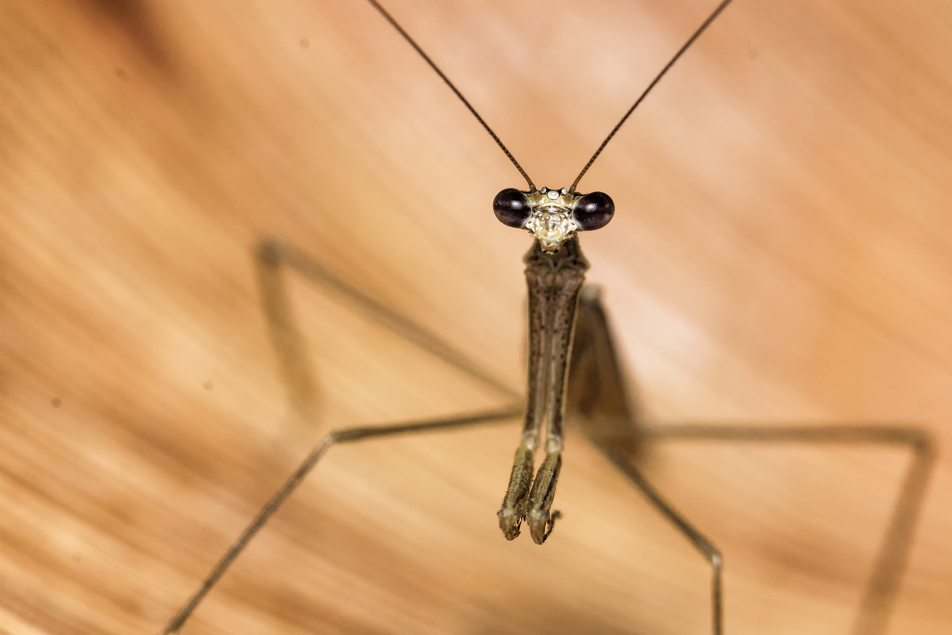 Grass Mantis Barbados