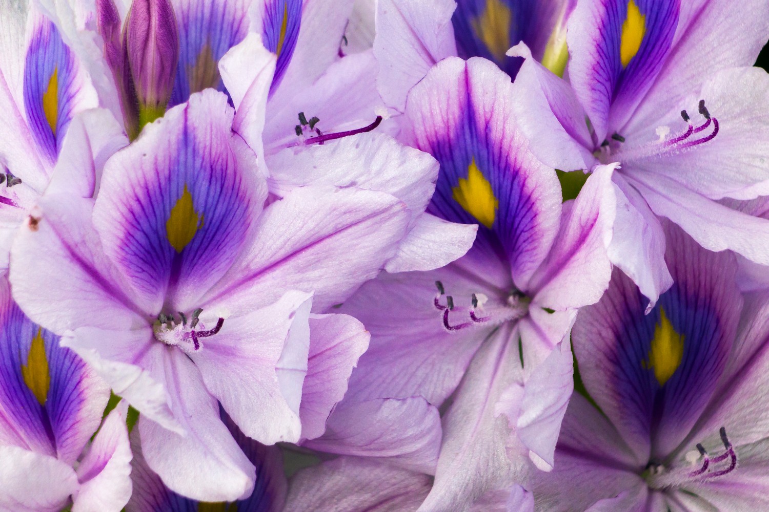 Common Water Hyacinth Barbados