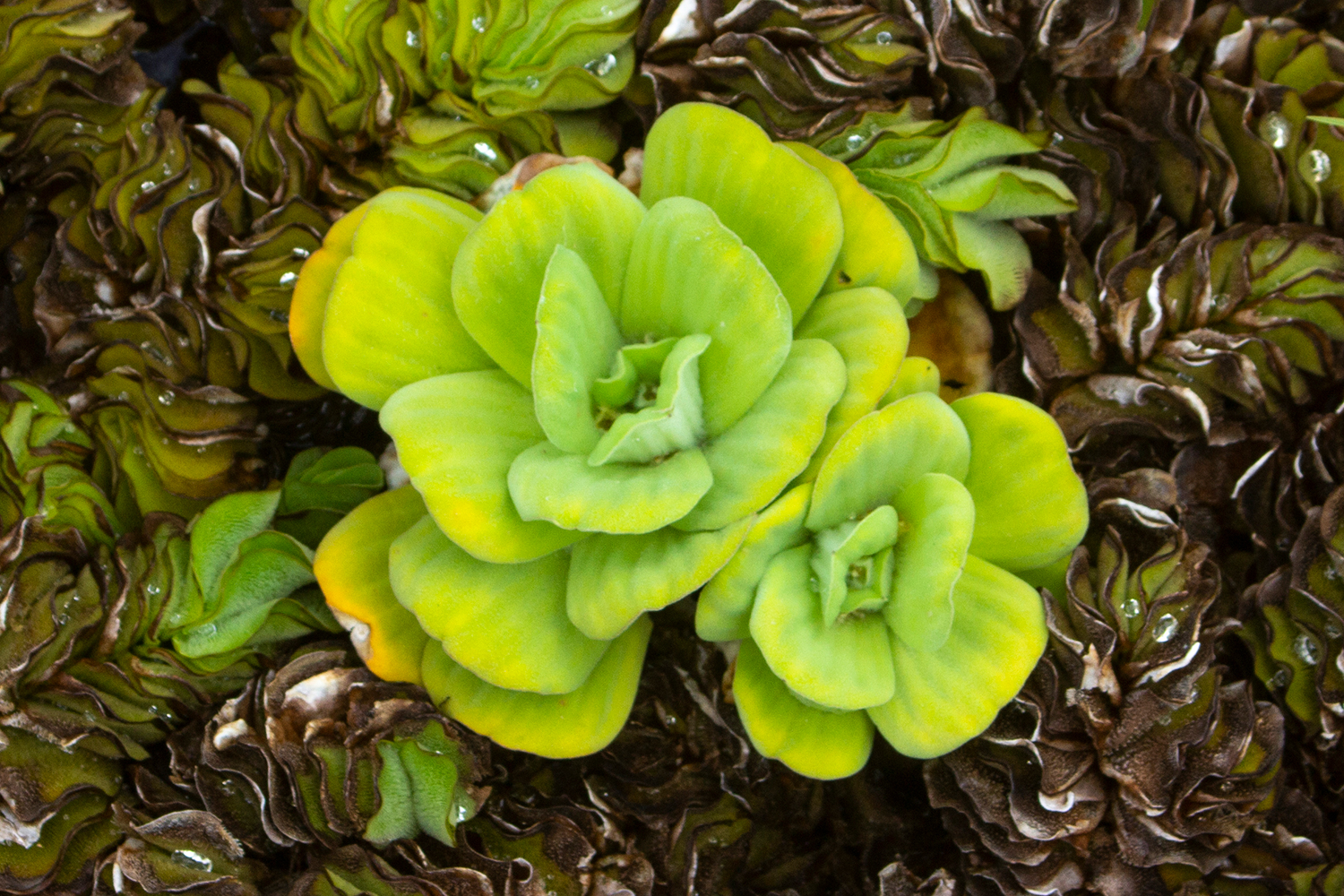 Water Lettuce Barbados