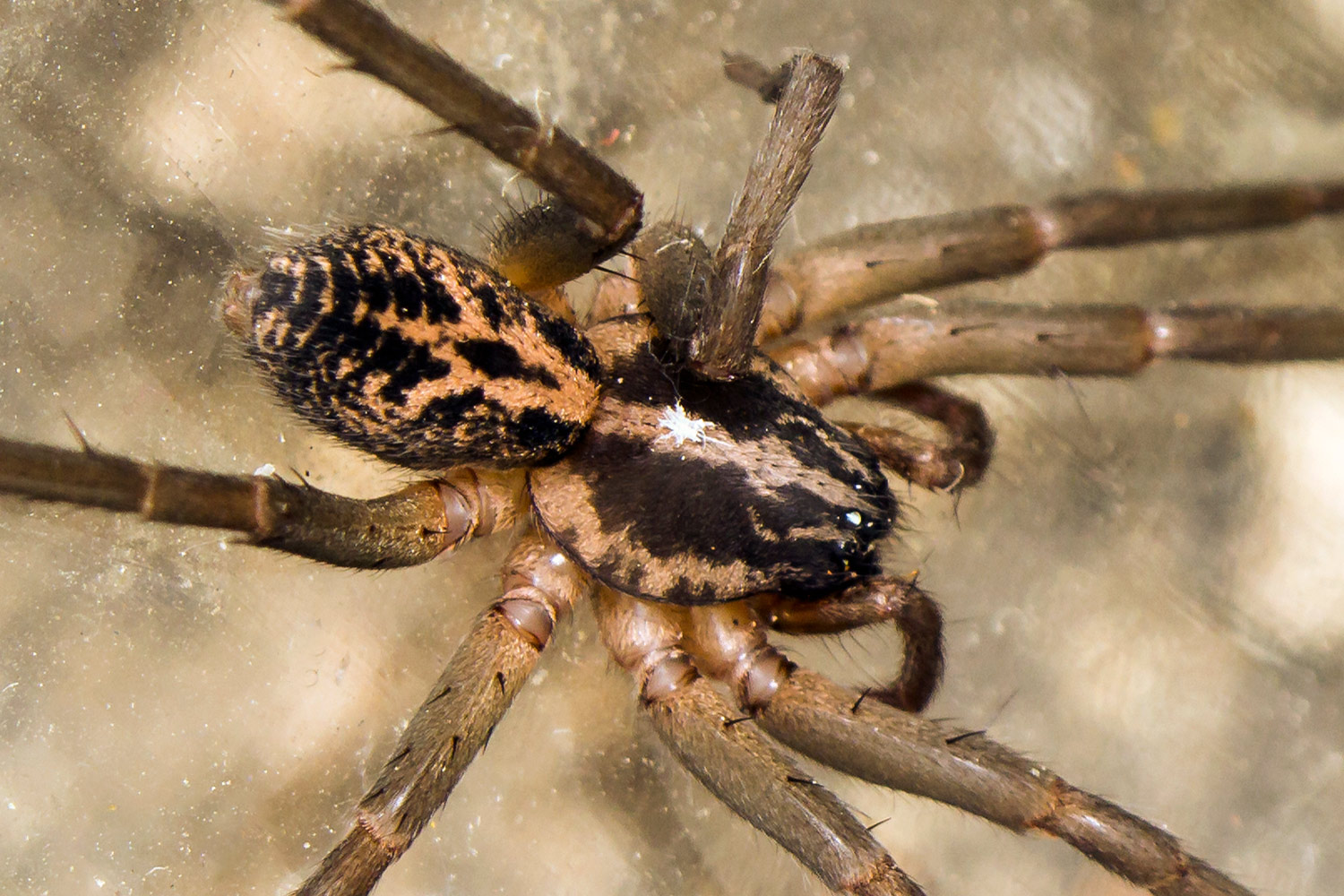Giant House Spider Barbados
