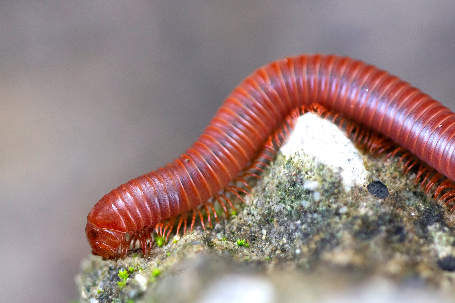 Rusty Millipede Barbados