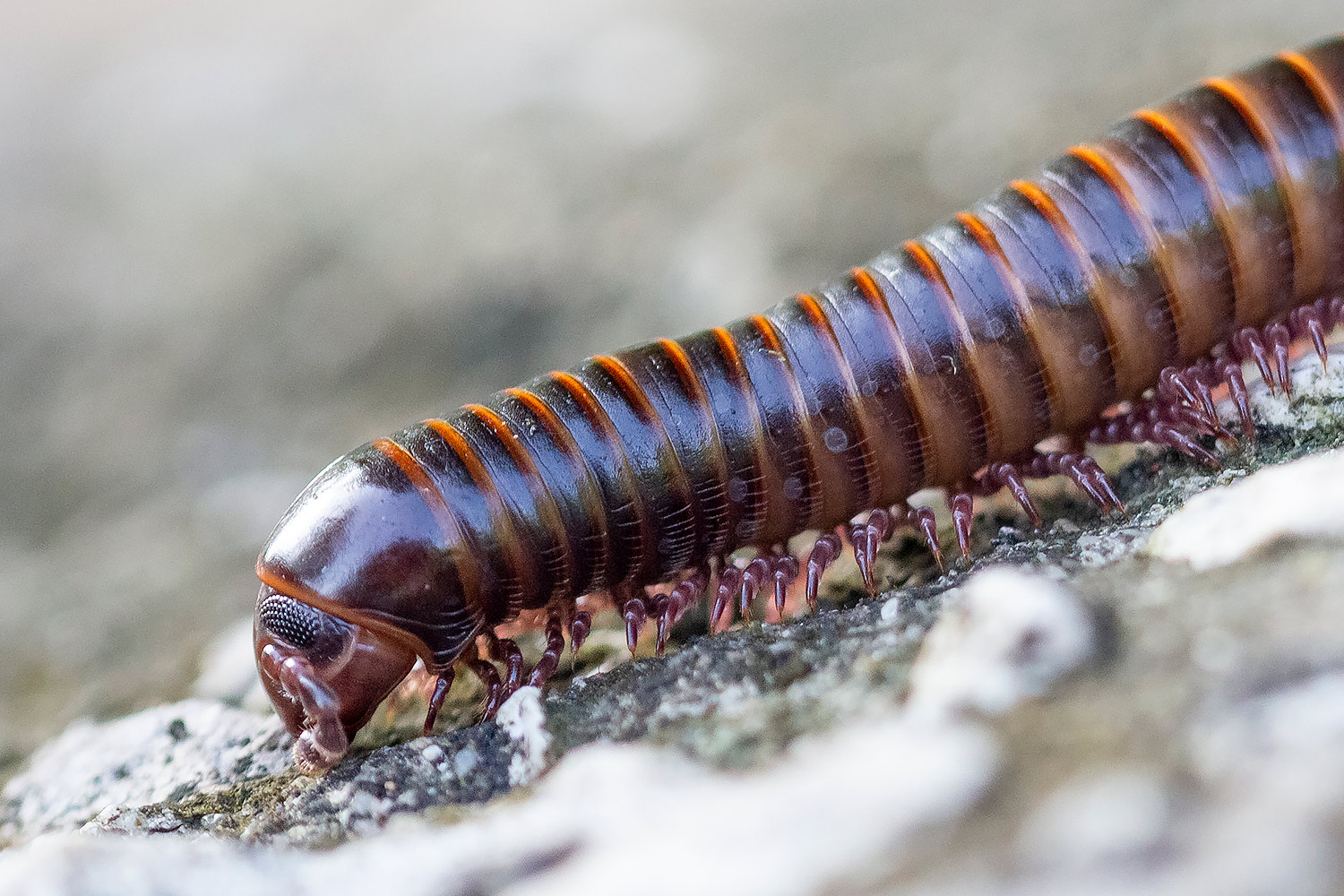 American giant millipede Barbados
