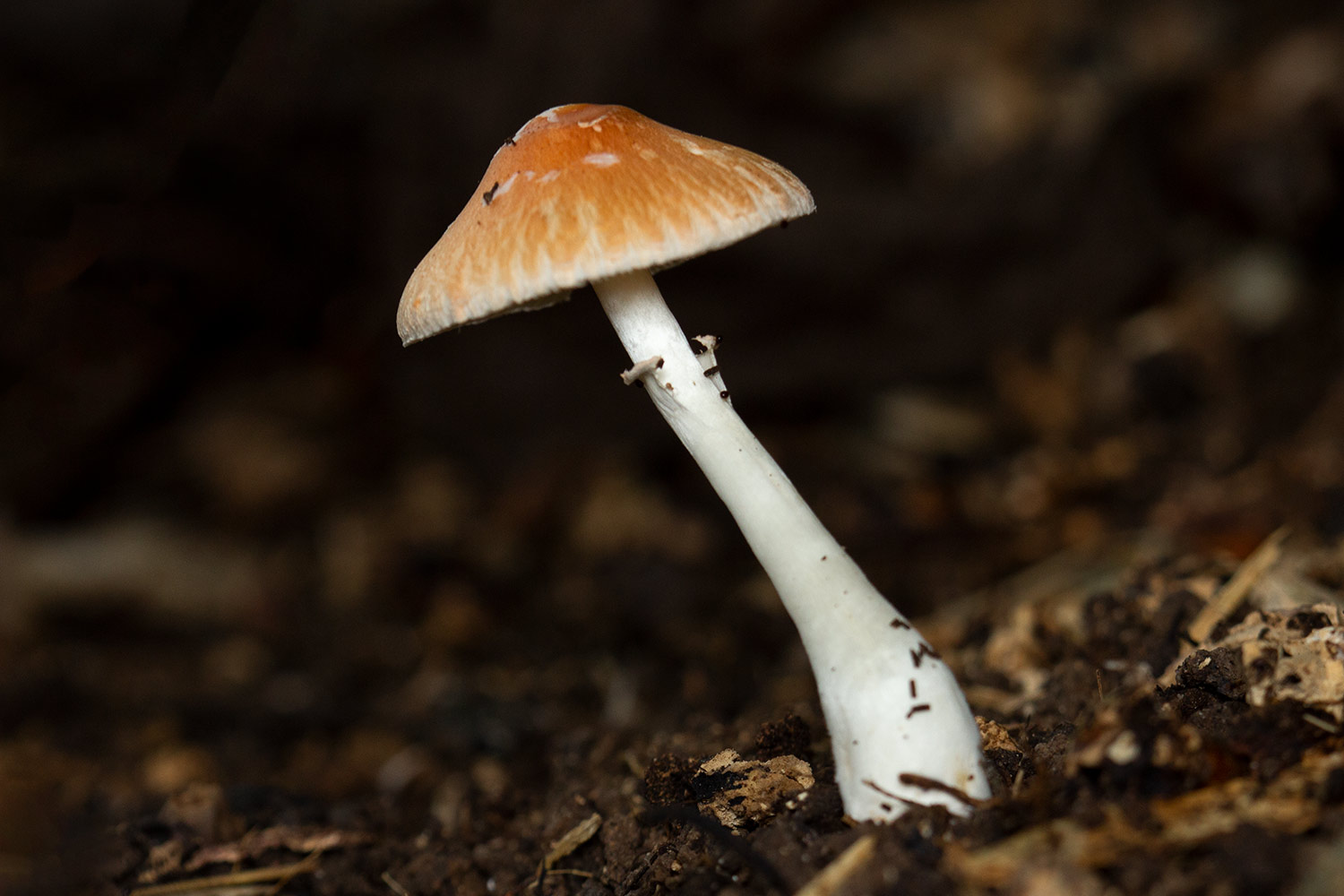 Red-eyed Parasol Barbados