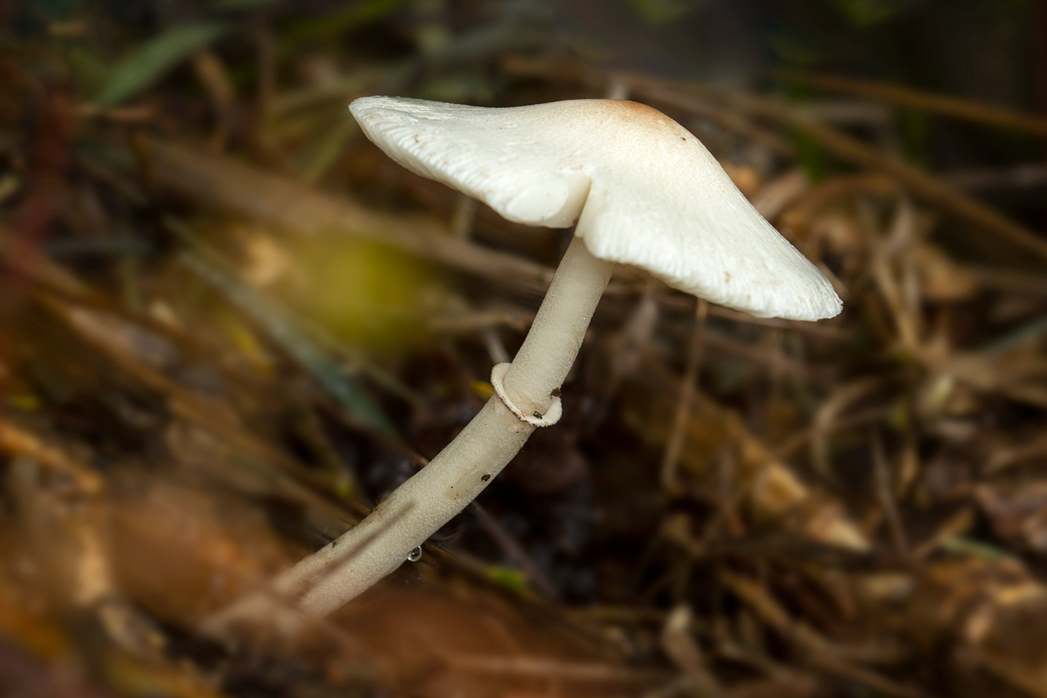 Onion-stalk Parasol Barbados
