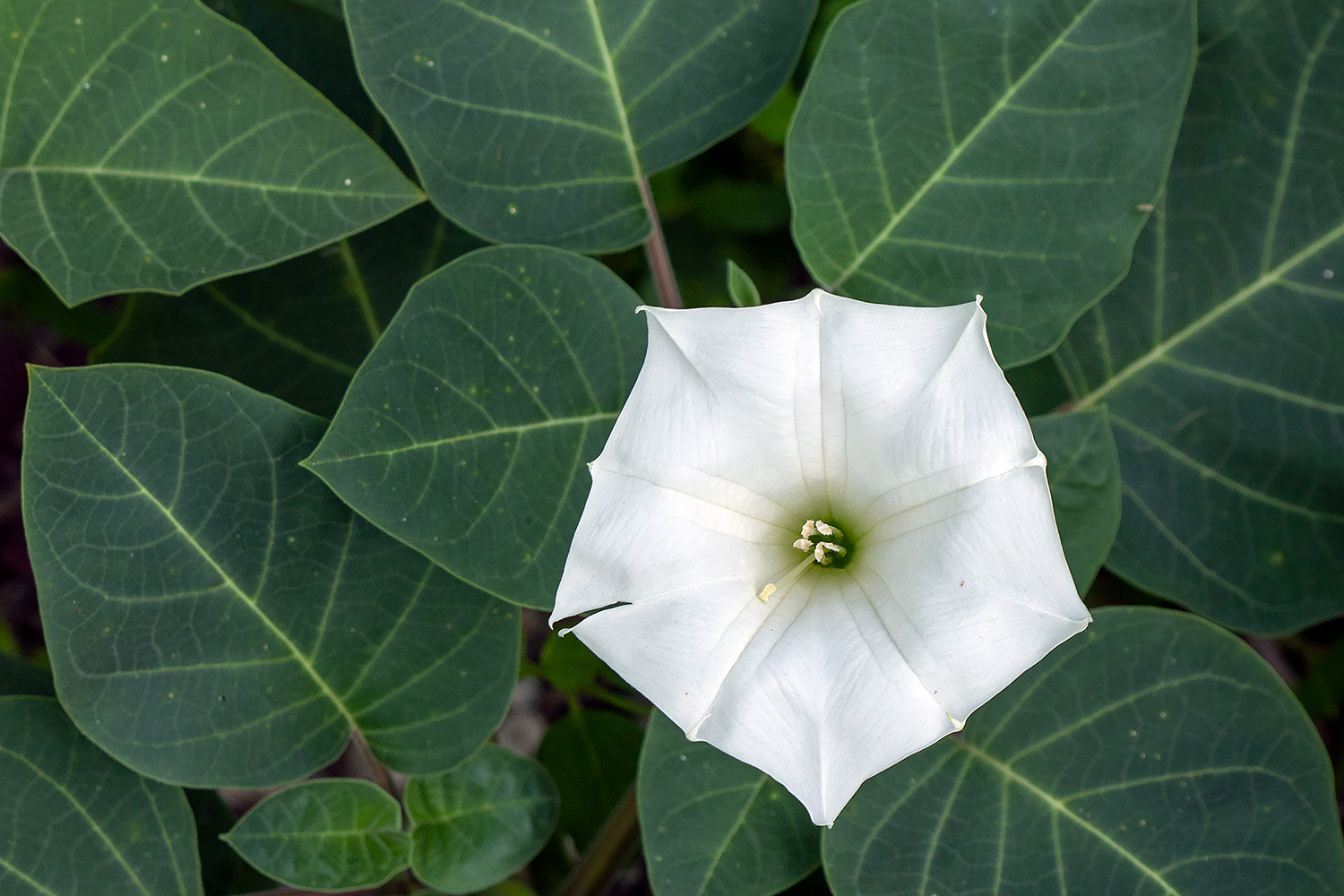Datura, Moonflower Barbados