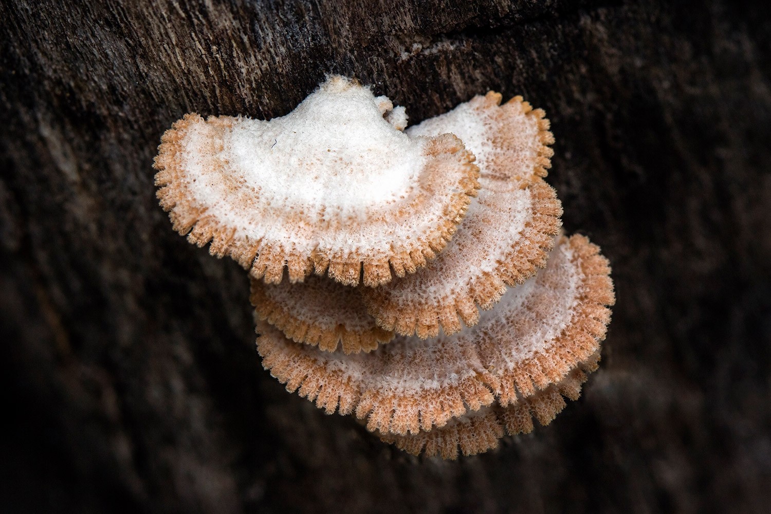 Split-gill Fungus Barbados
