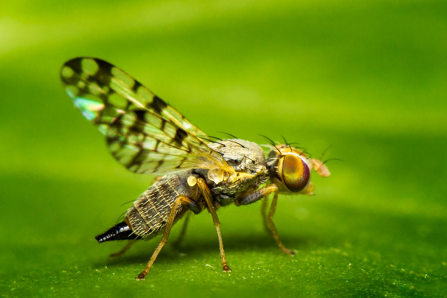 Sunflower Seed Maggot Fly Barbados