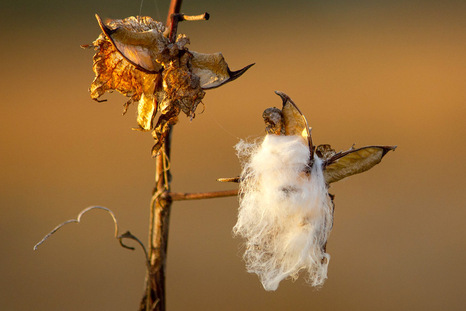 Sea Island Cotton Barbados