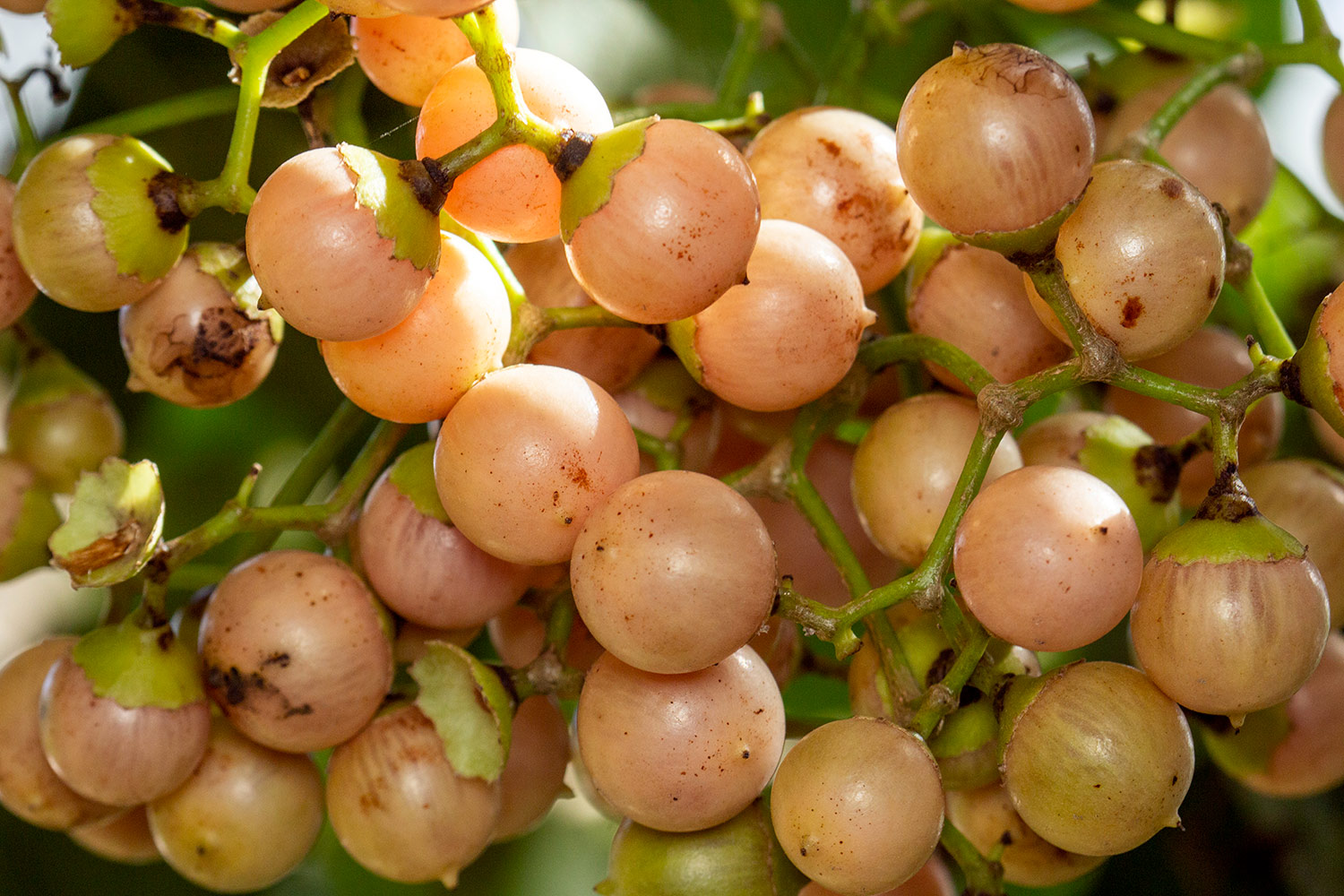 Clammy Cherry Barbados