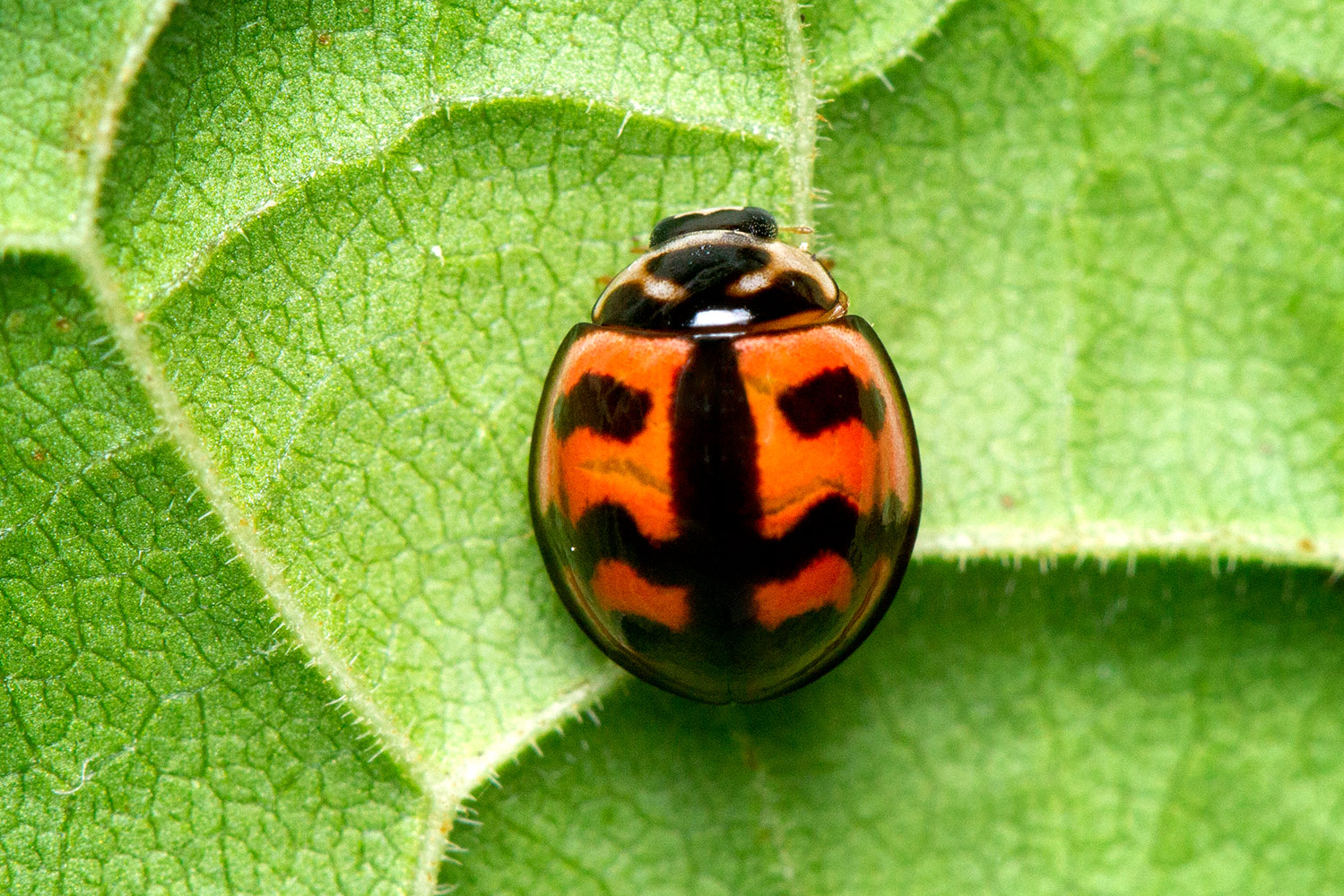 Six-spotted Zigzag Ladybug Barbados