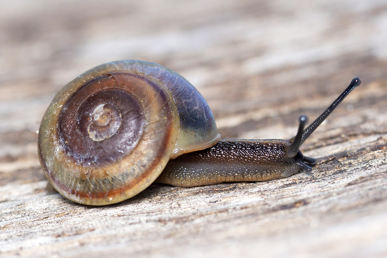 Barbados Blue Land Snail Barbados