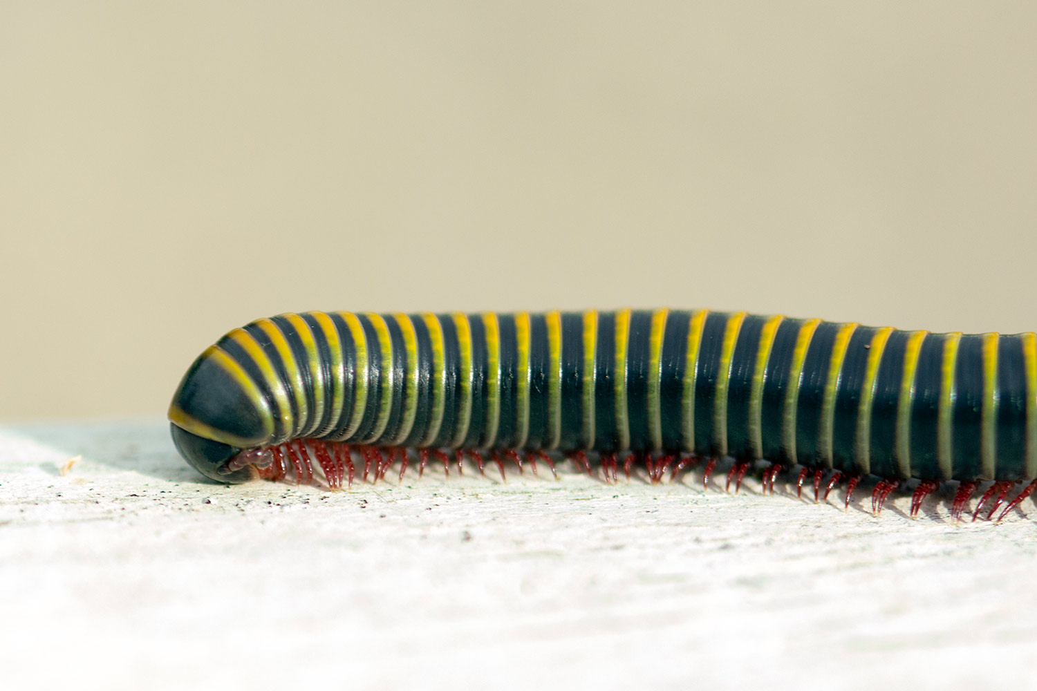 Yellow-Banded Millipede Barbados