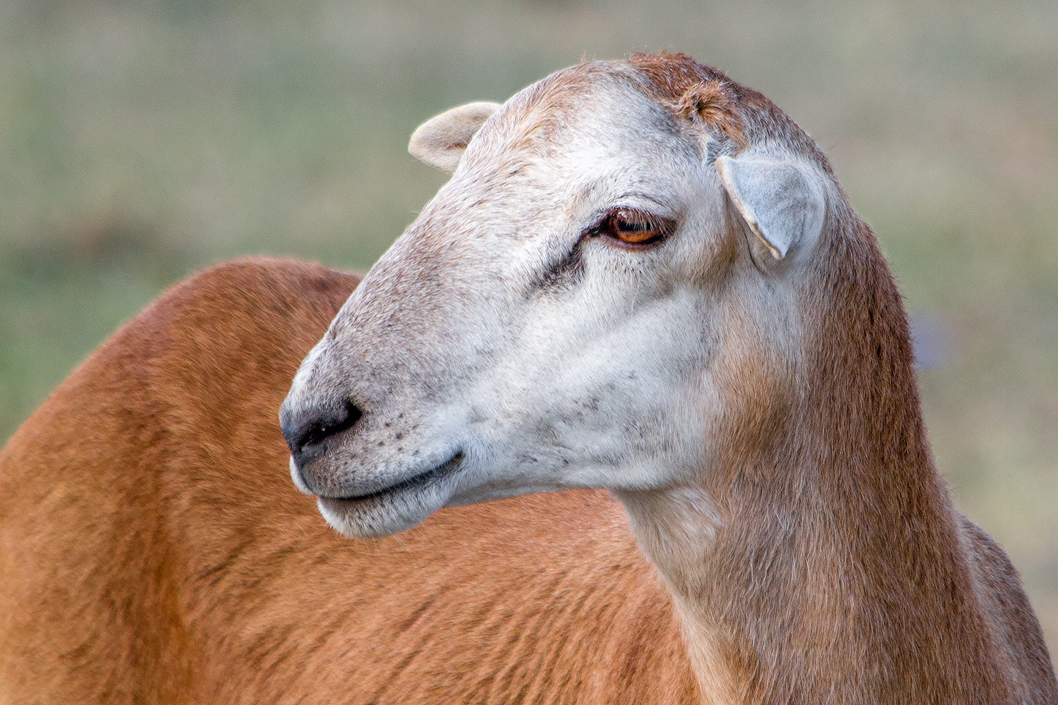 Wiltshire Horn Sheep Barbados