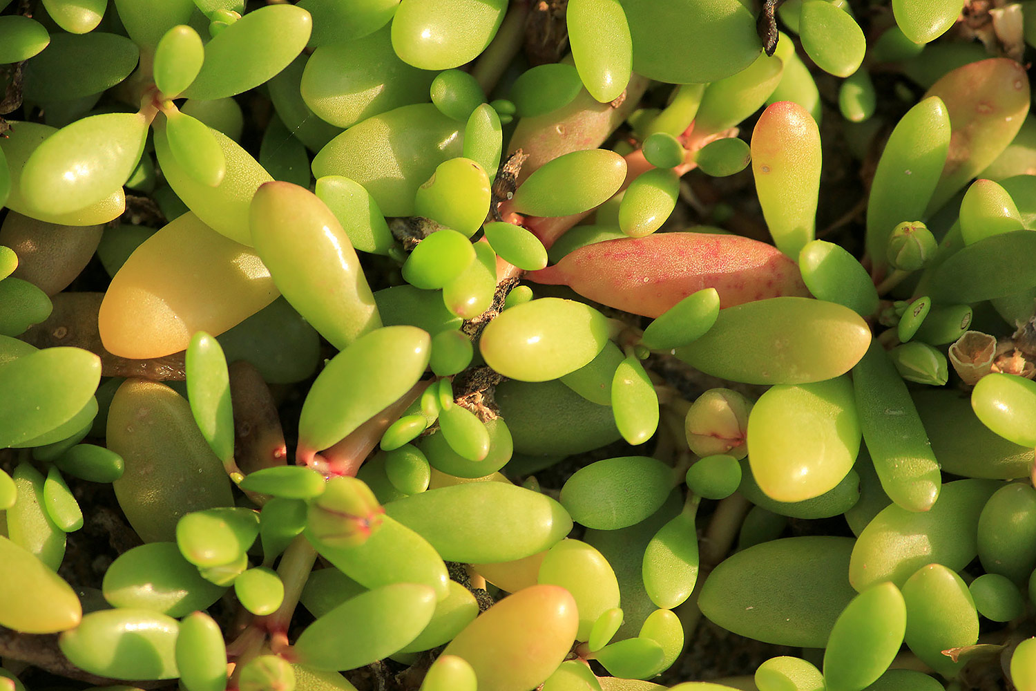 Sea purslane Barbados
