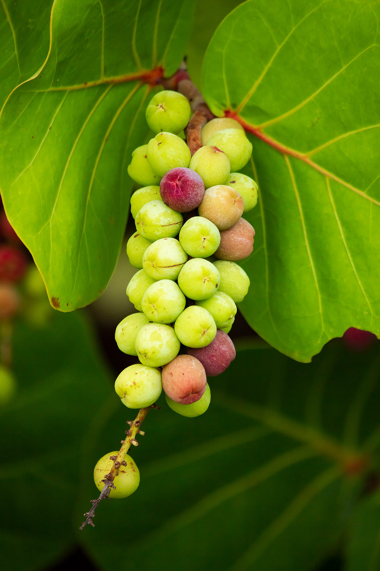 Sea Grapes Barbados
