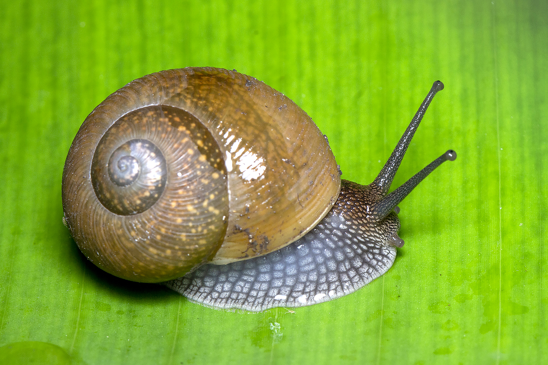 Cuban Brown Snail Barbados
