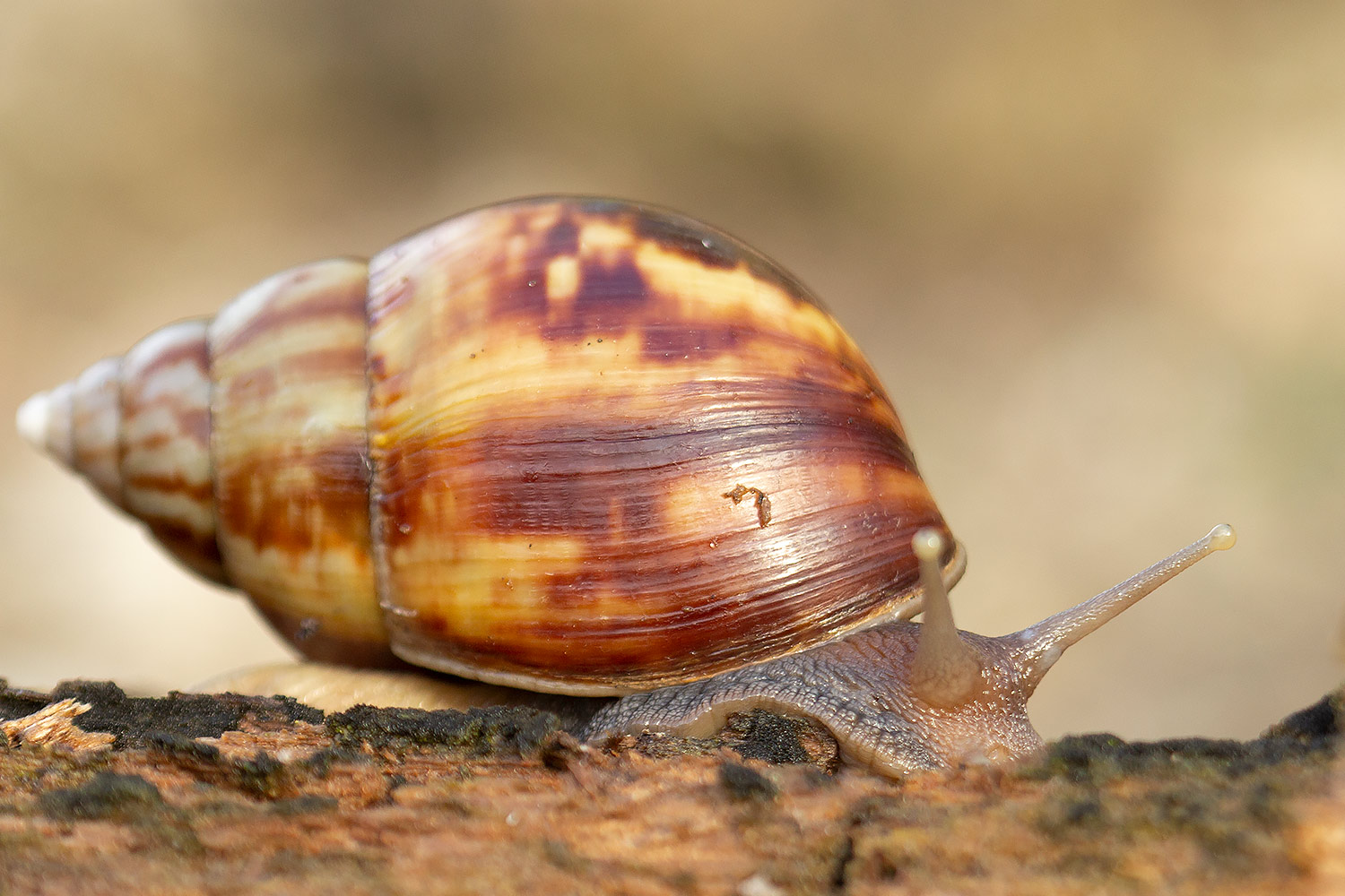 Giant African Snail Barbados