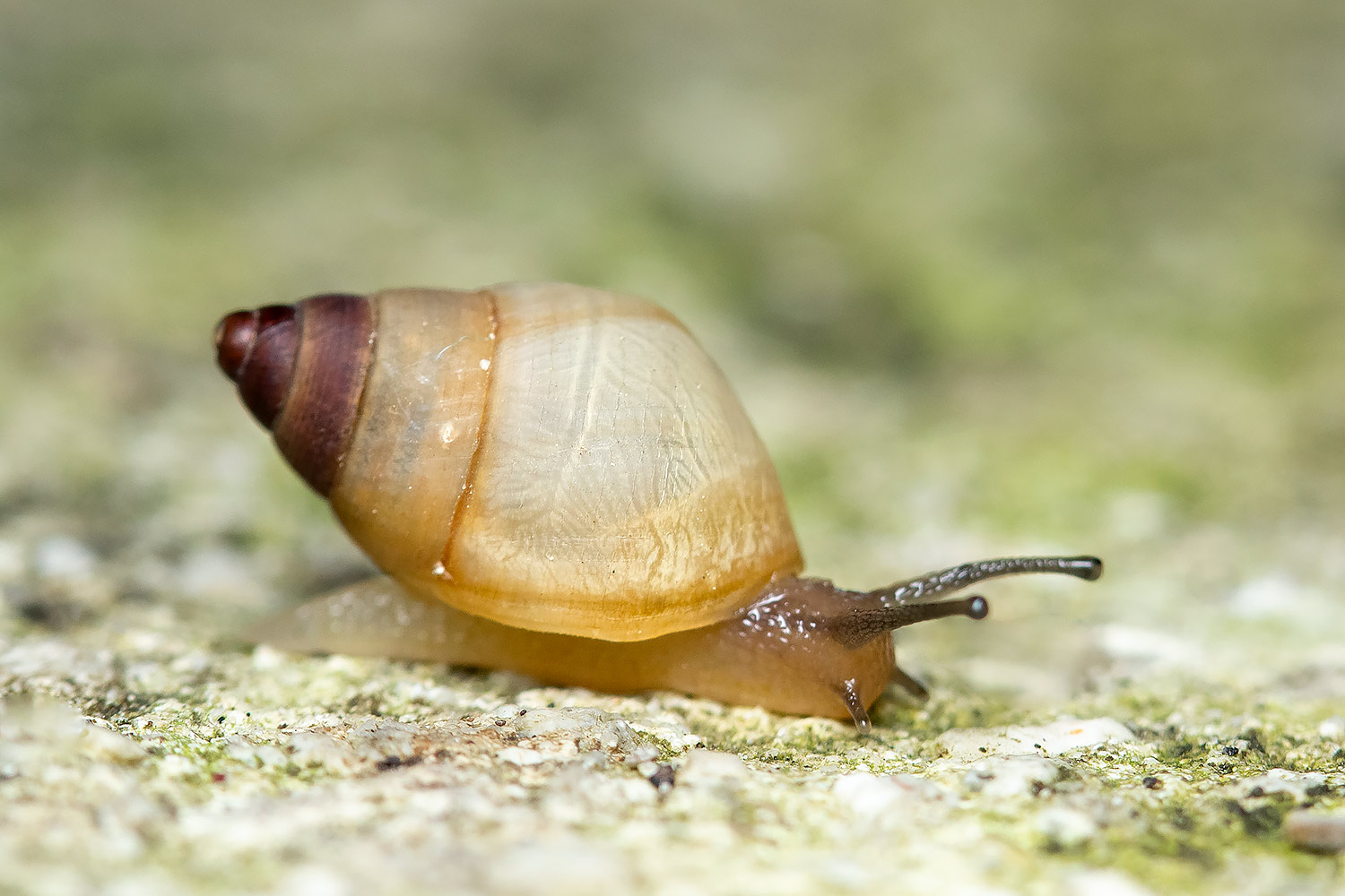 West Indian Bulimulus Barbados