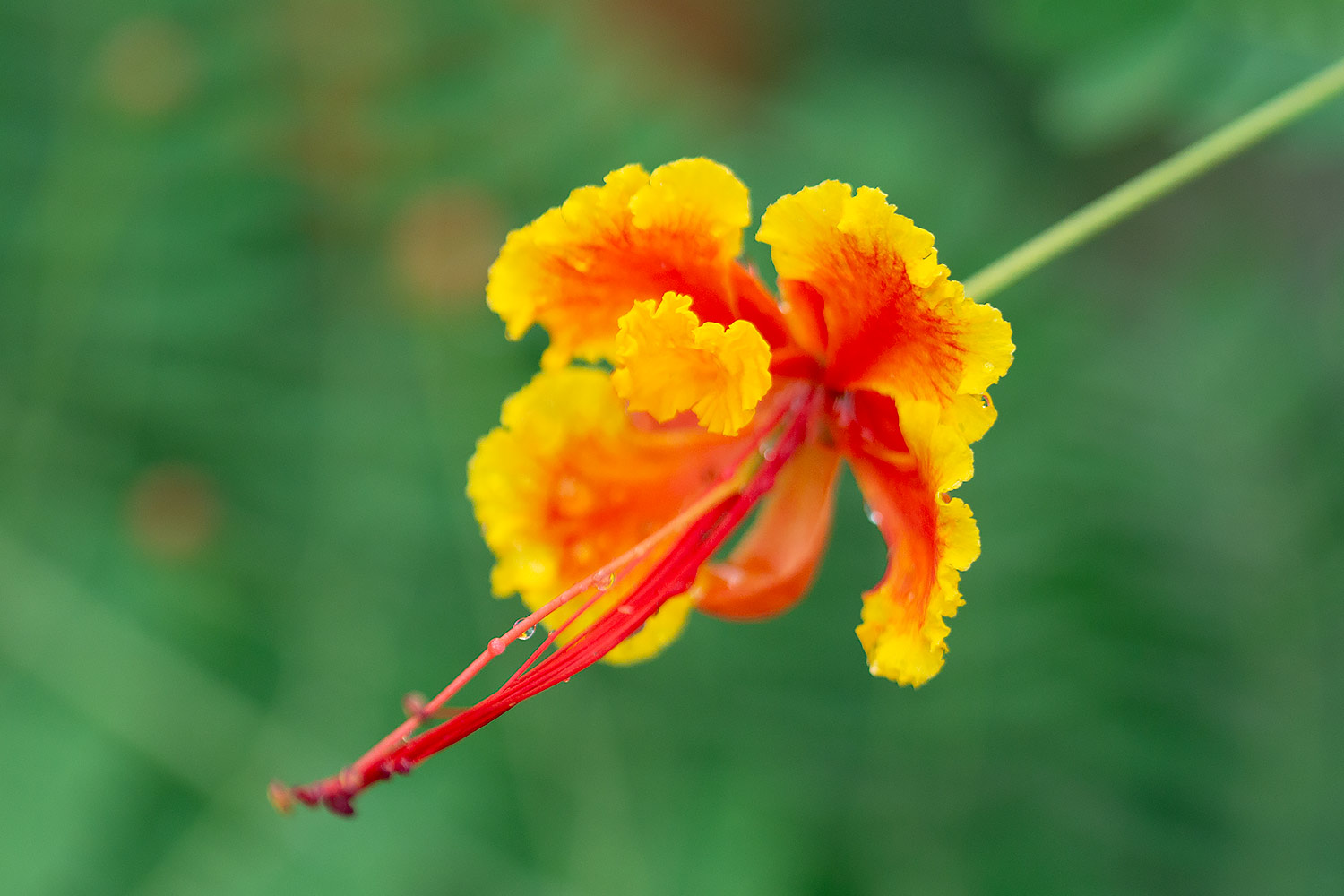 Pride of Barbados Barbados