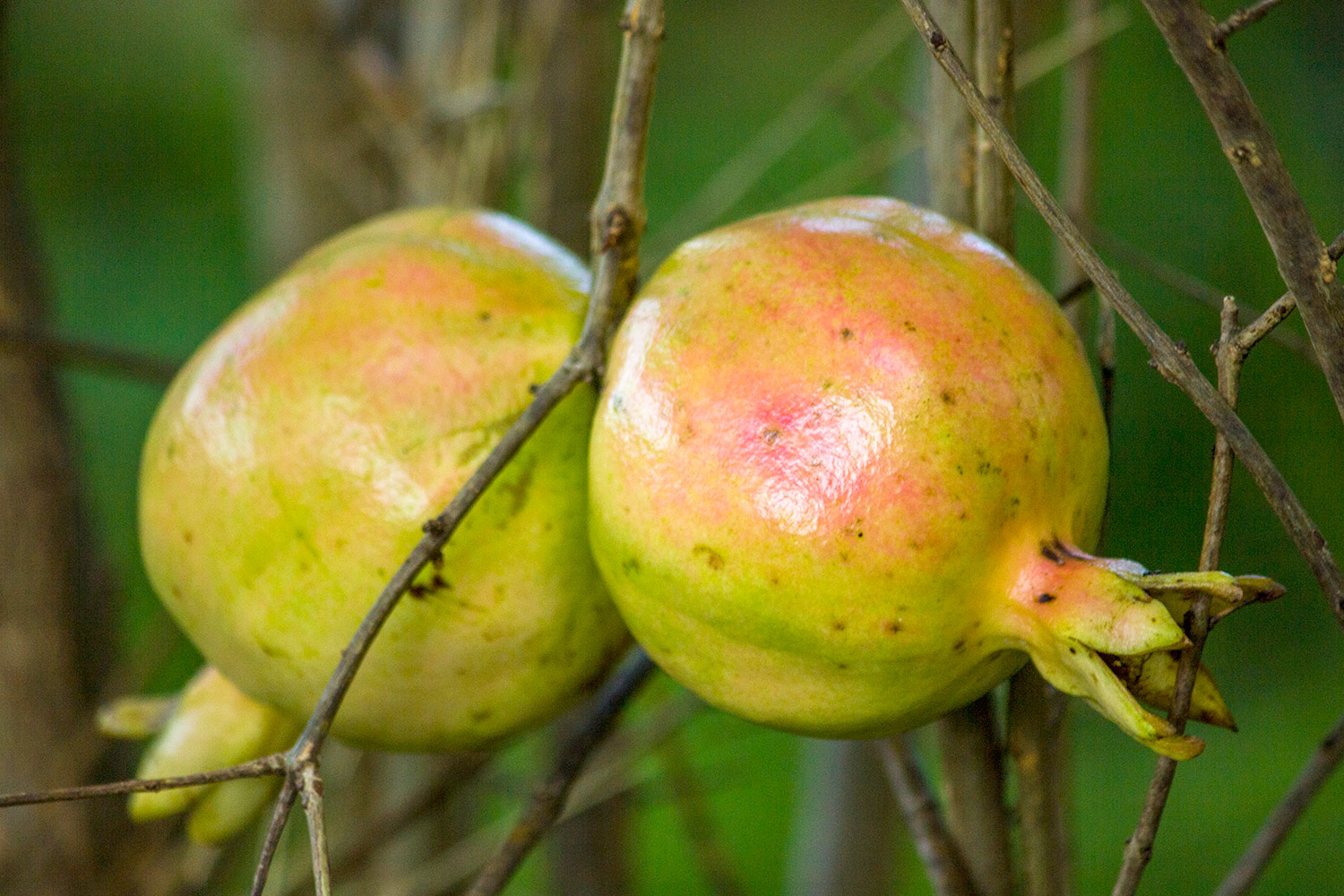 Pomegranate Barbados