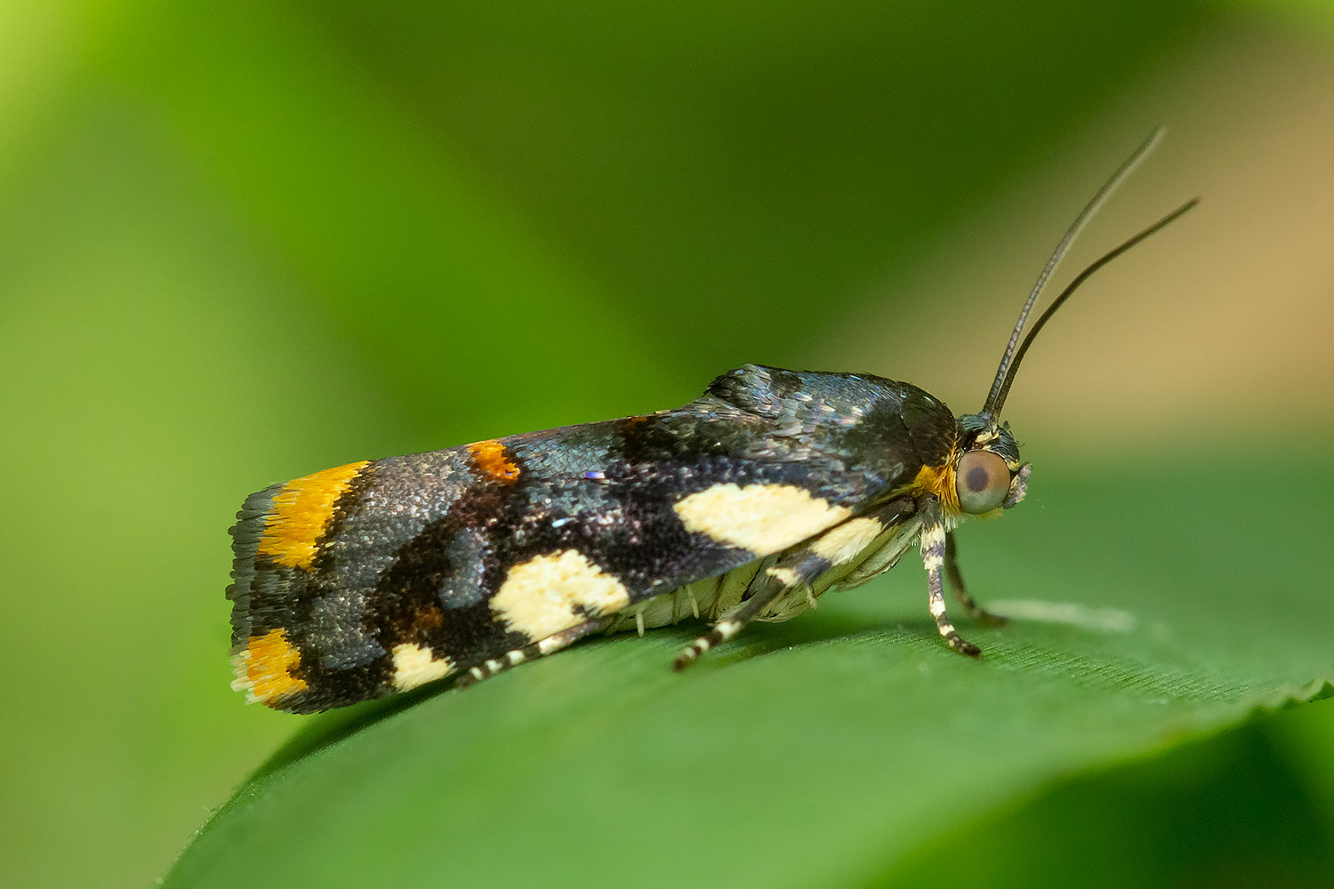 Southern Spragueia Moth Barbados