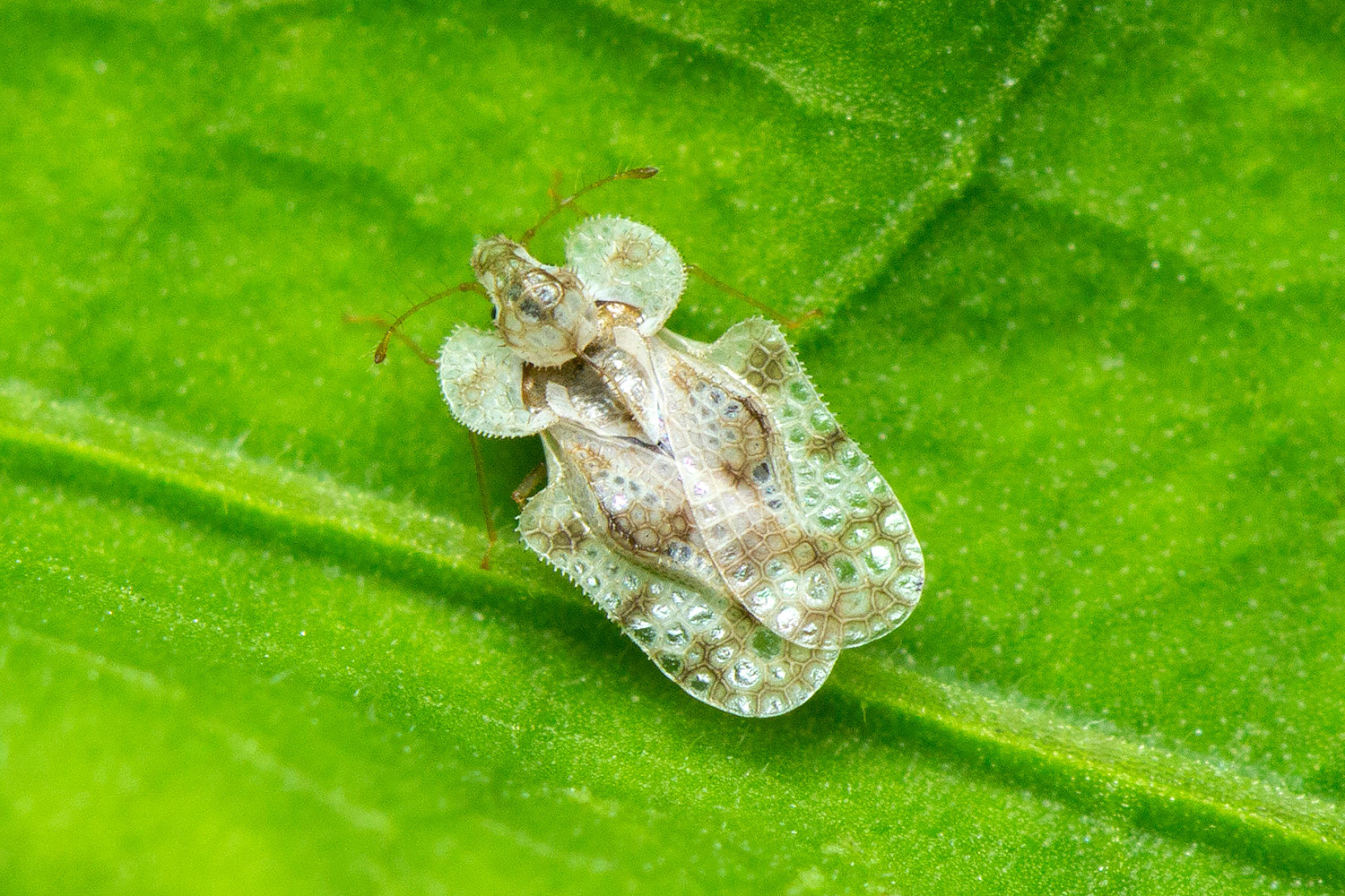 Chrysanthemum Lace Bug Barbados
