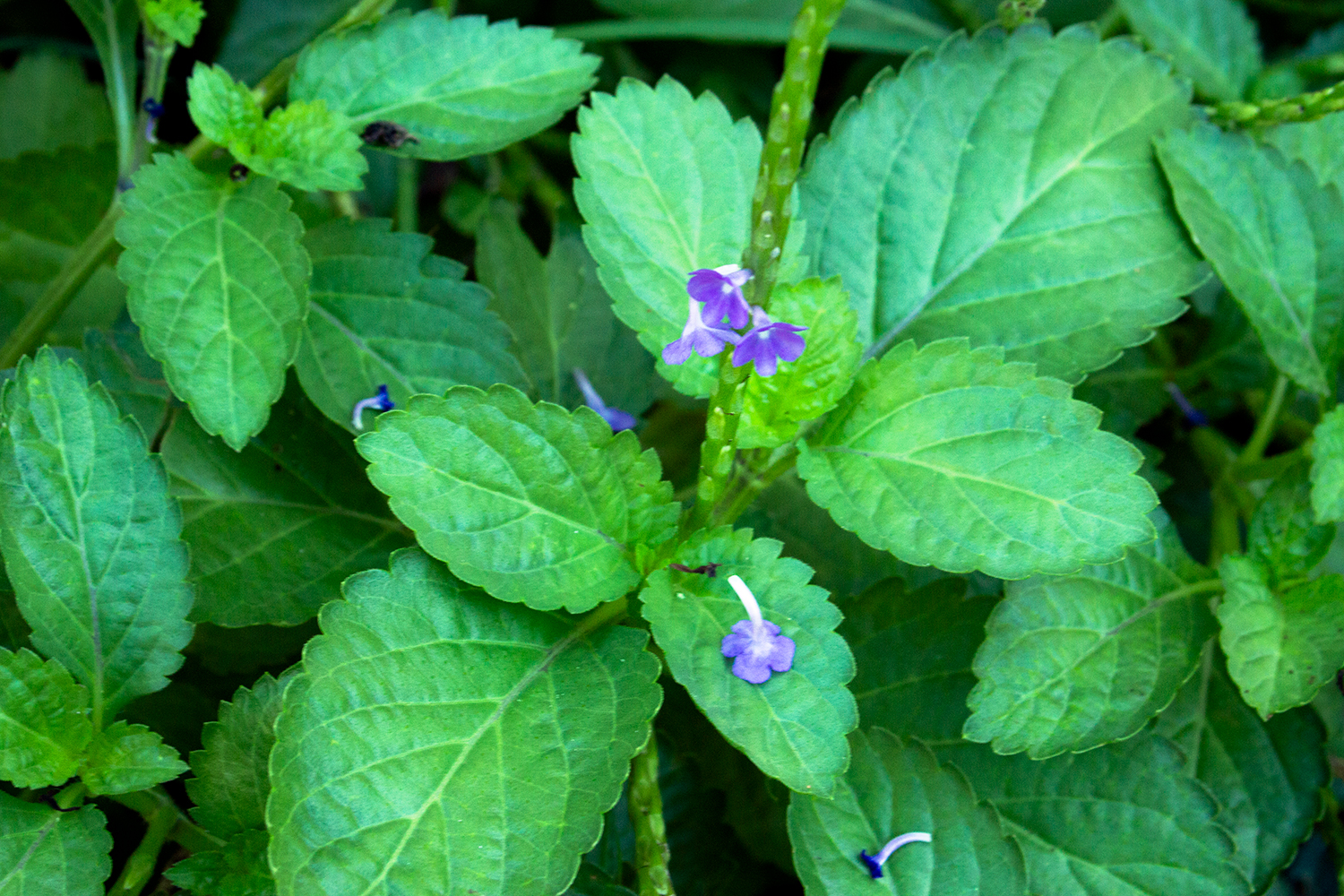 Blue Vervain Barbados