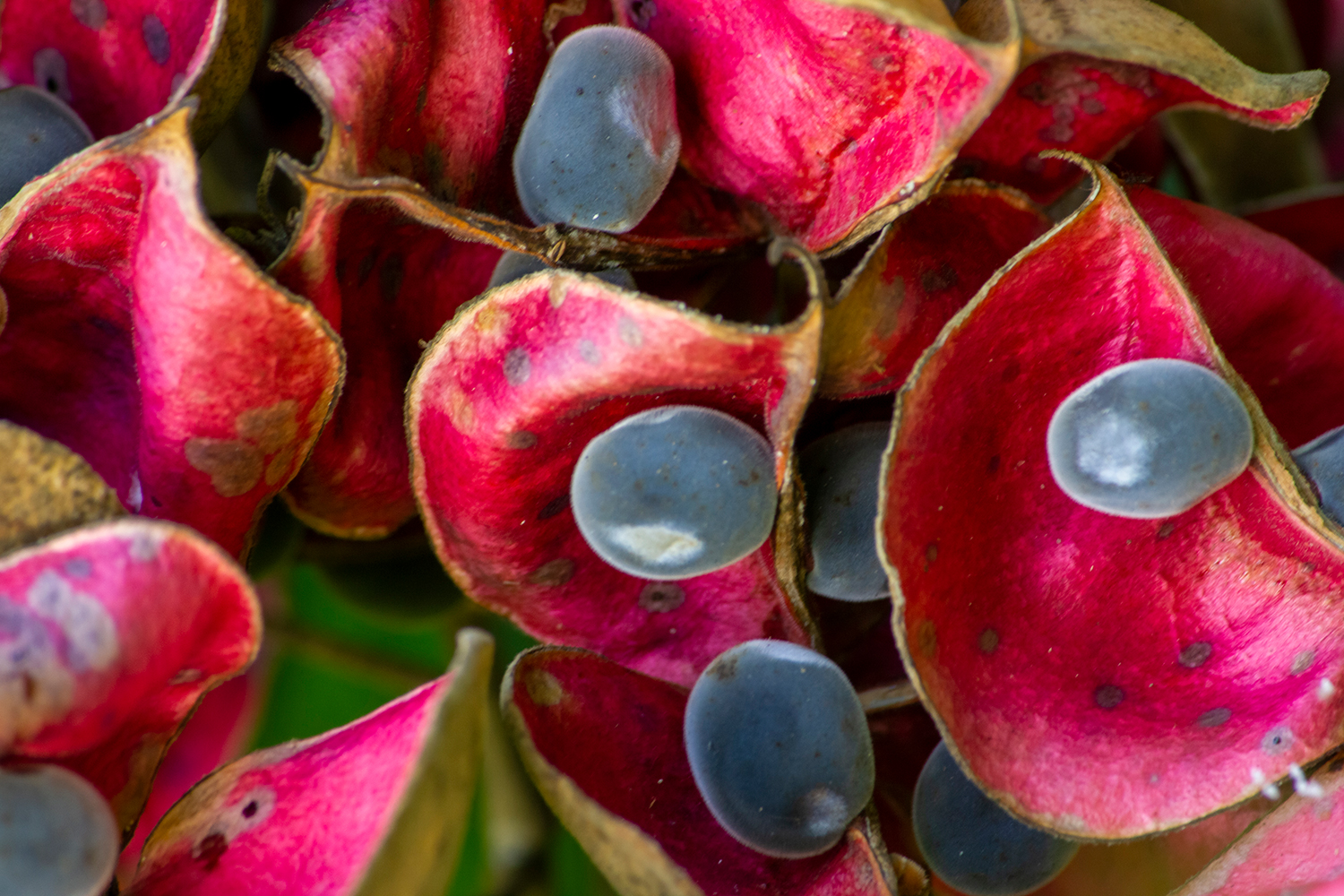 Velvet Seed Tree Barbados