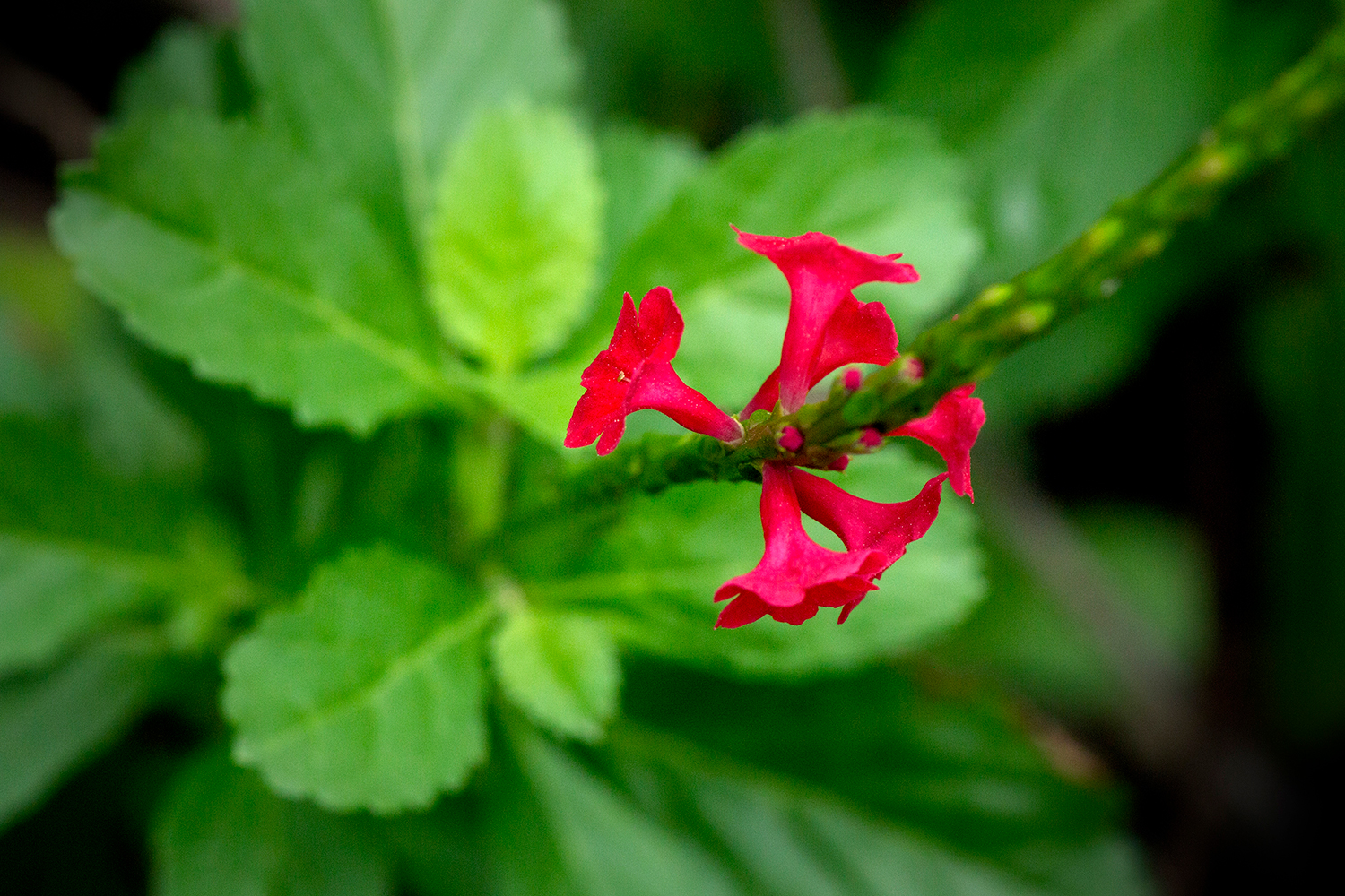 Dwarf Red Porterweed Barbados