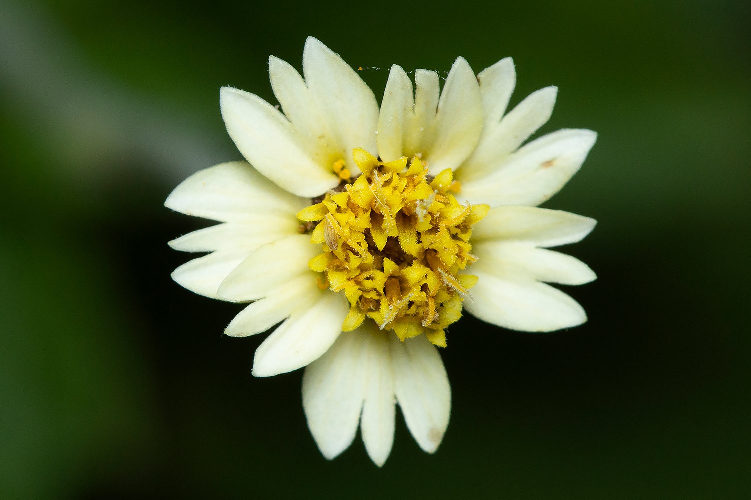 Tridax Daisy Barbados