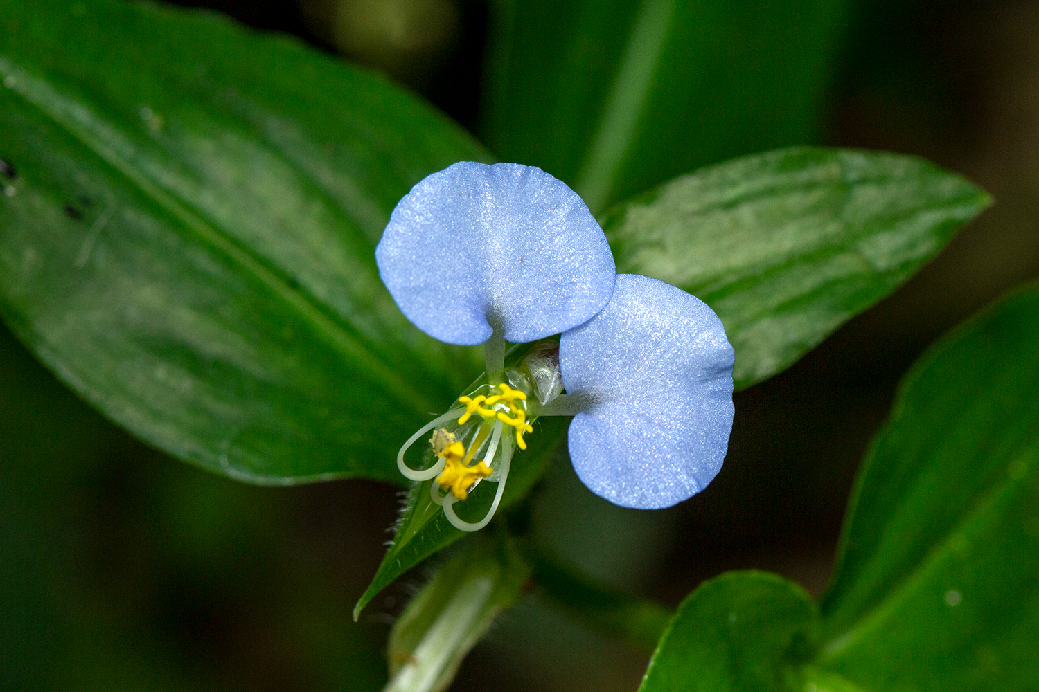 White Mouth Dayflower Barbados