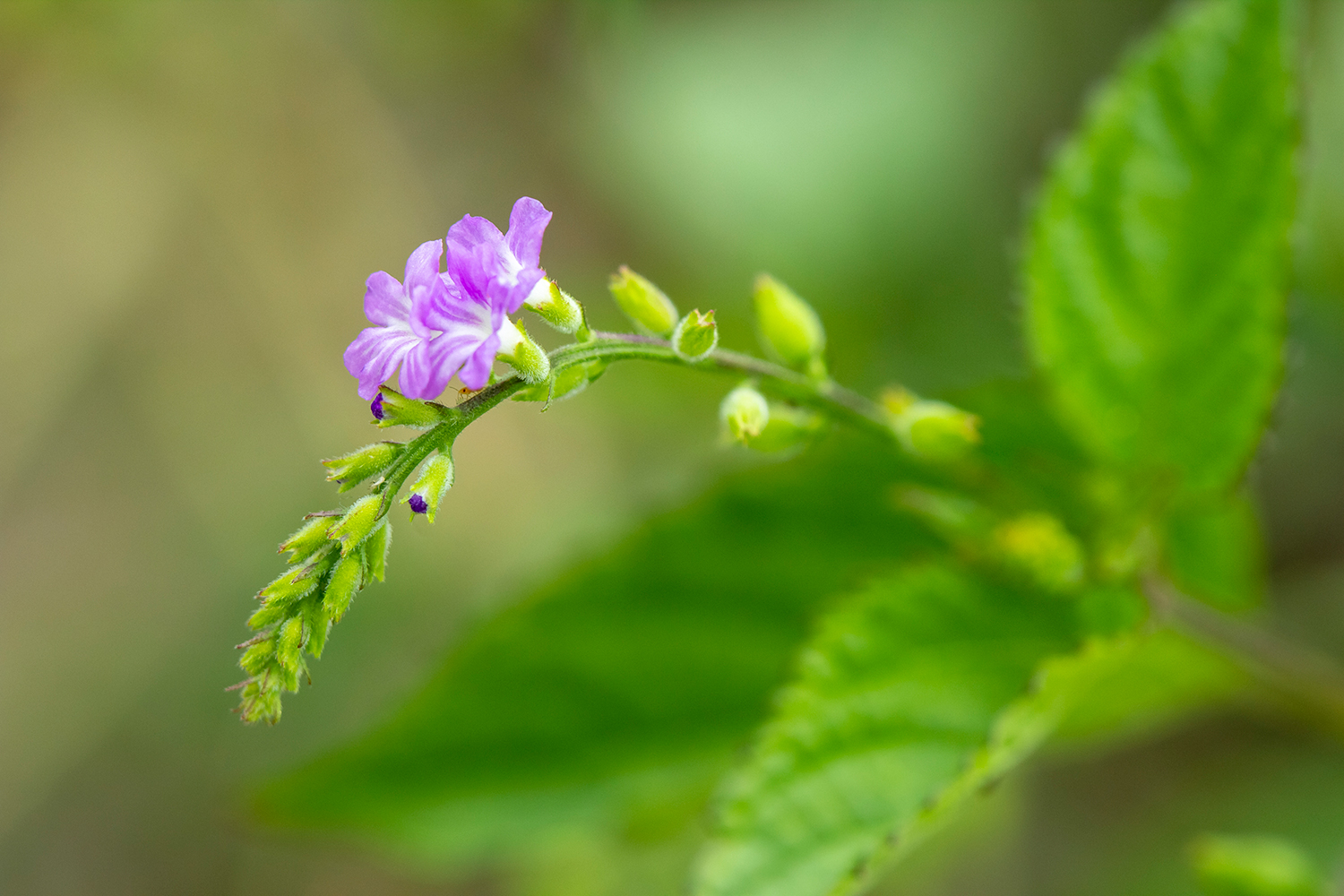 Cat's Tongue Barbados