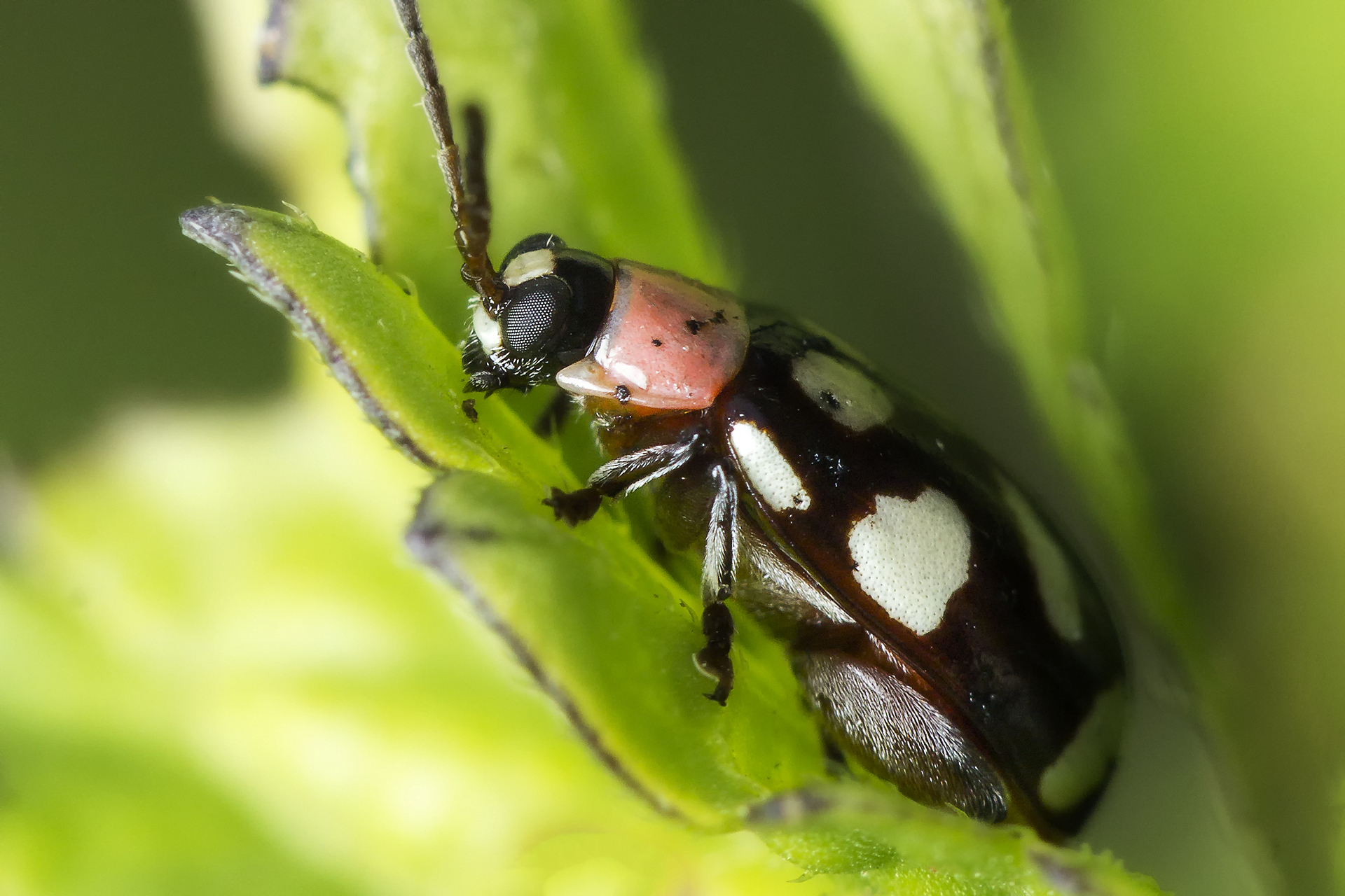 Eight-spotted Flea Beetle Barbados